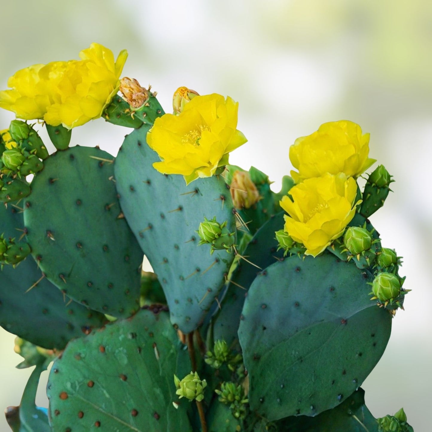 Prickly Pear Cactus 10 Pads with Yellow Flowers - Winter Hardy Opuntia Succulent Plant
