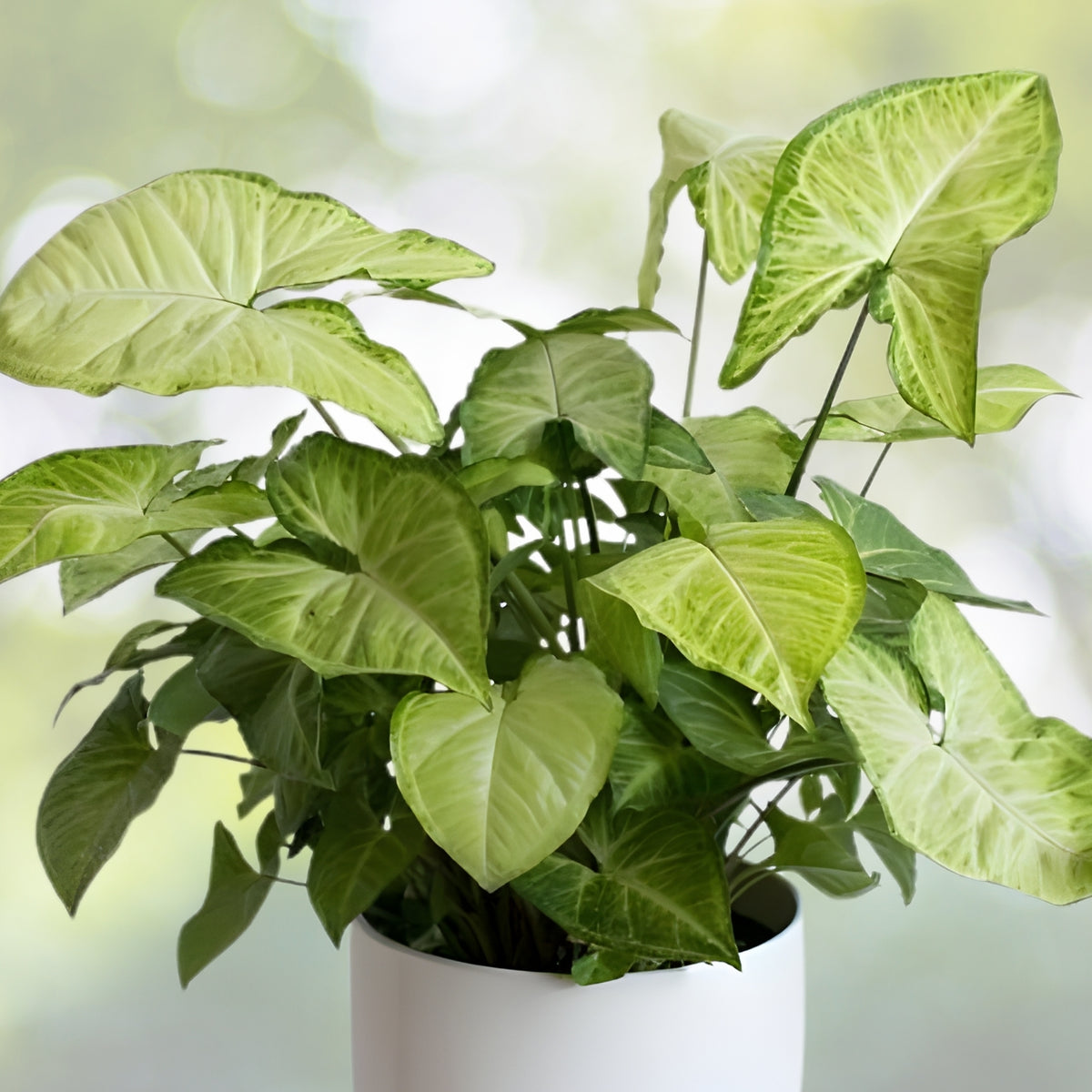 Syngonium White Butterfly Plant 6in Pot | Goosefoot Plant | Nephthytis Podophyllum | Easy Care Indoor Houseplant