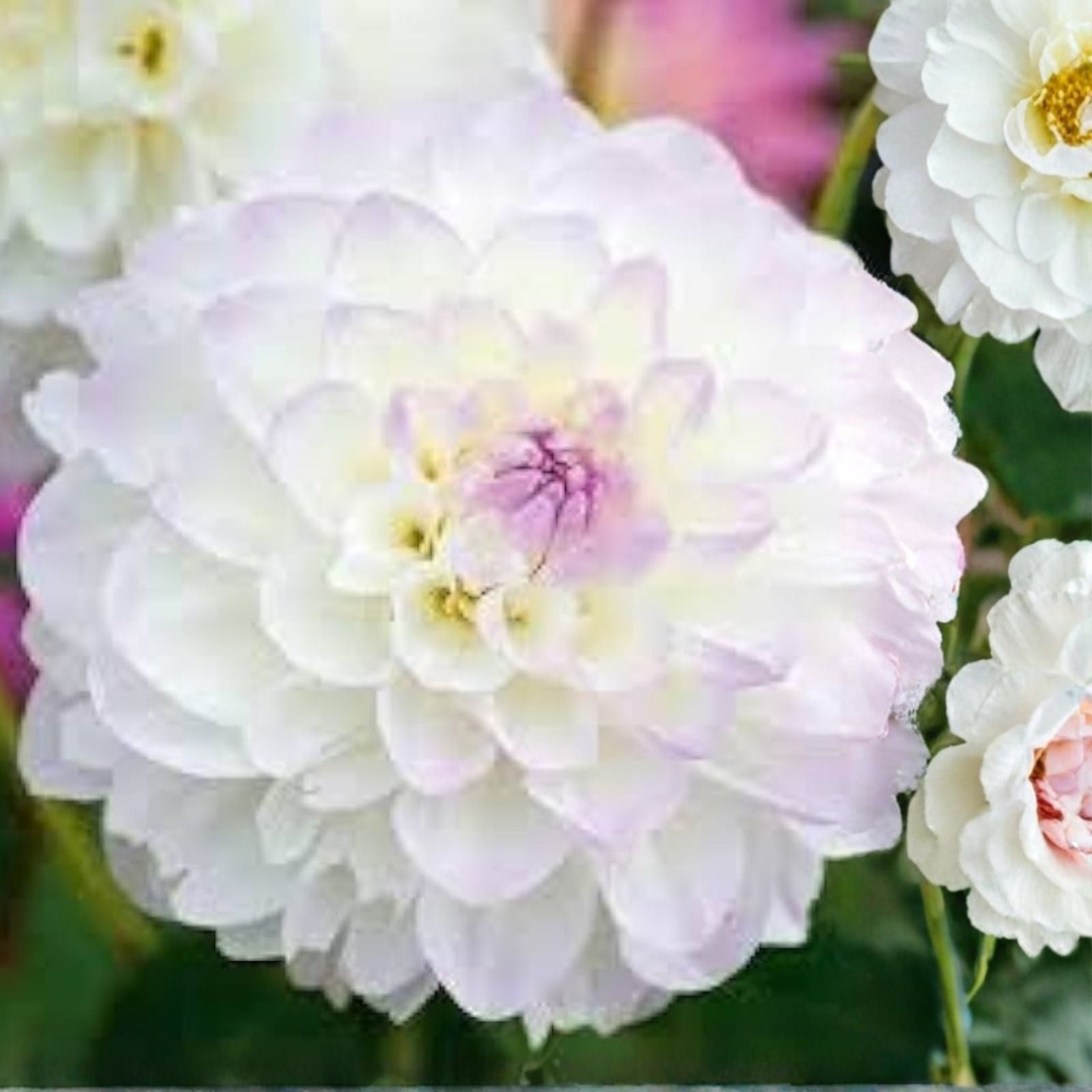 Dahlia Bulb Tuber Eveline White with Lilac Purple Tips Decorative Flower Plant, Dahlia spp.