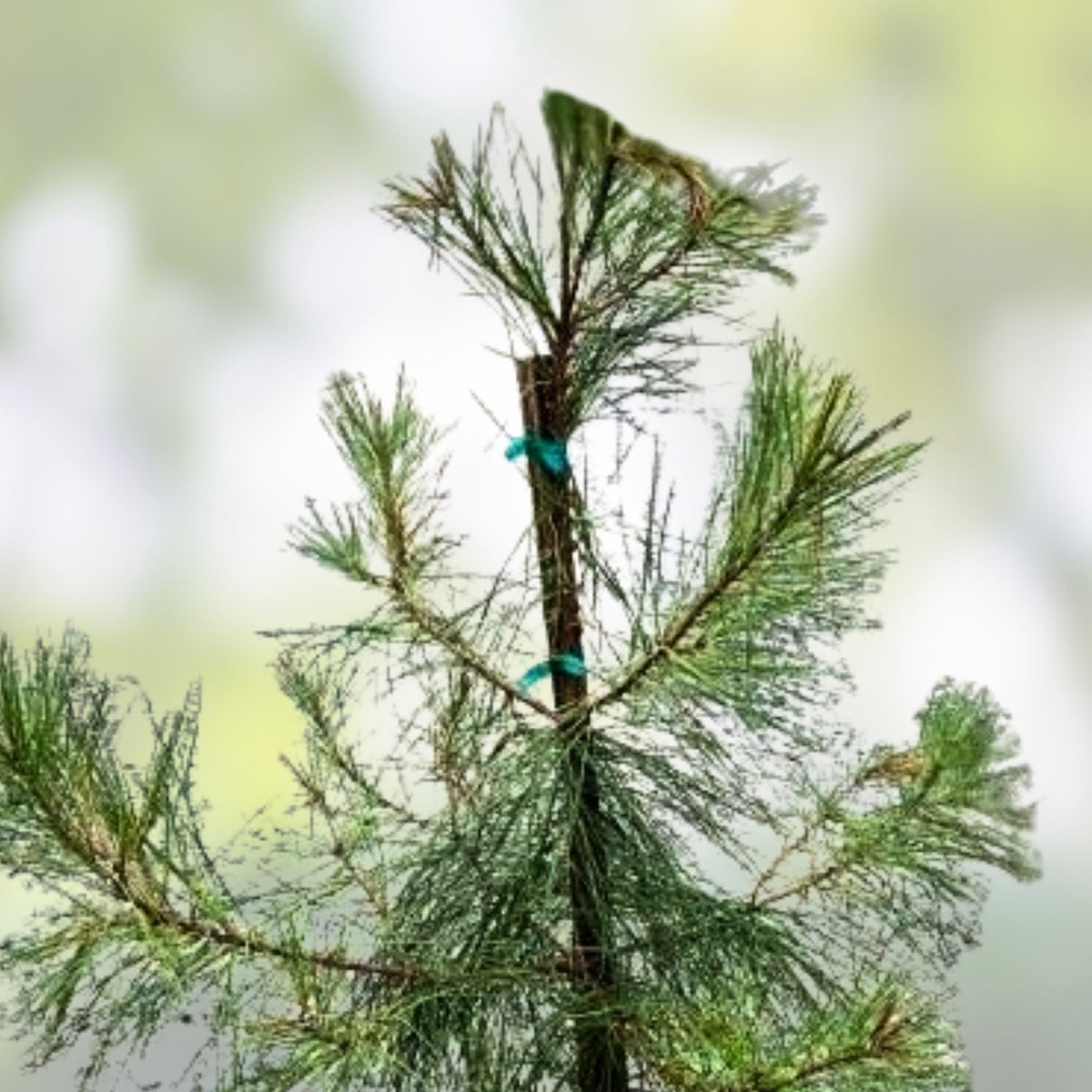 Loblolly Pine Seedlings 5-Pack | Fast Growing Southern Pines | Pinus taeda Live Plants for Reforestation & Privacy