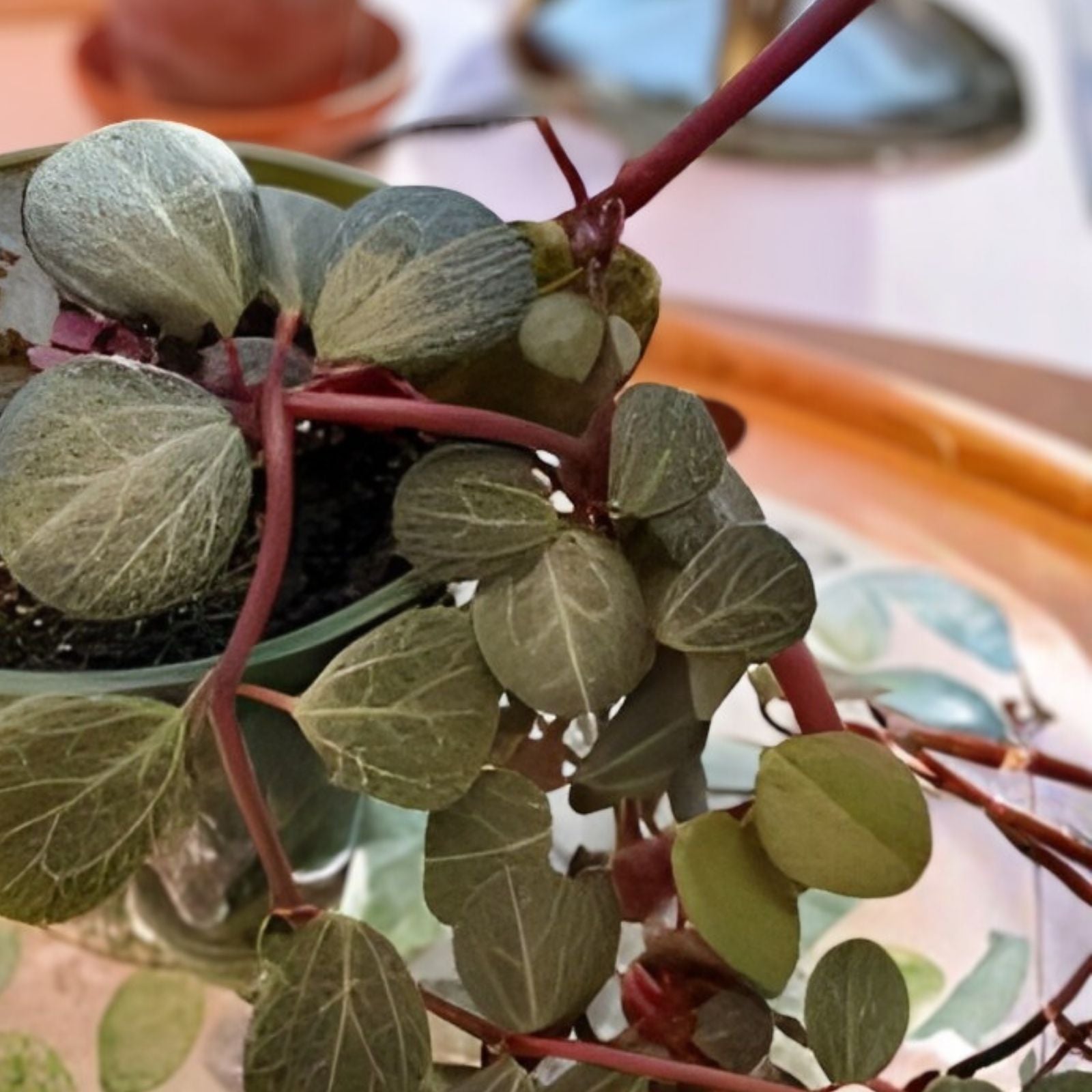 Succulent Plant 3-5" Peperomia Clusiifolia Tricolor Red Variegated Live Houseplant Jelly Peperomia
