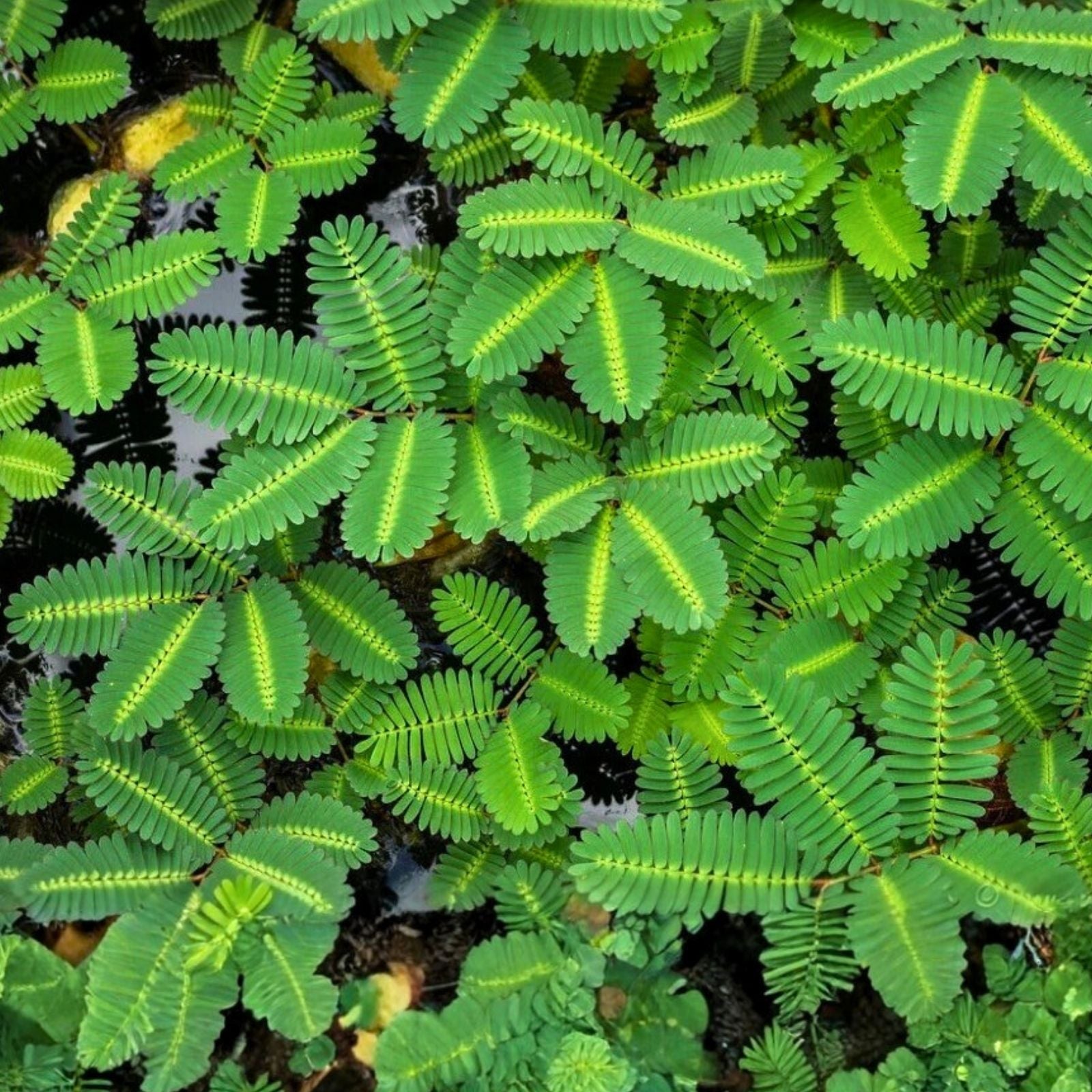 Water Mimosa Plant – Aquatic Tropical Marginal Surface Plant – Neptunia oleracea – Live Aquarium Plant, Freshwater, Easy Care