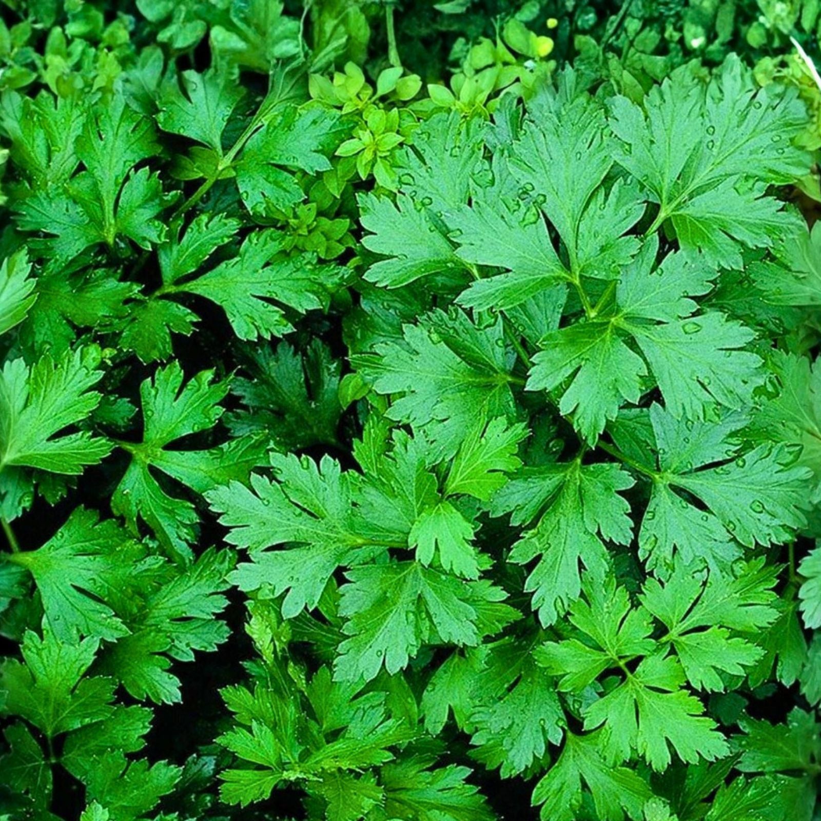 Parsley Seeds 50+ Dark Green Italian Heirloom Non-GMO Culinary Herb Petroselinum crispum