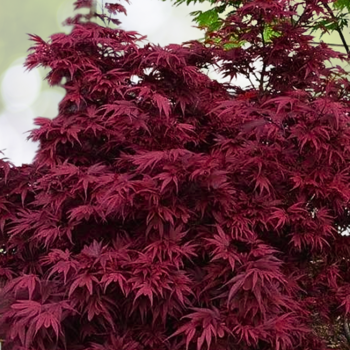 25pcs Red Japanese Maple Seeds, Acer palmatum Atropurpureum, Ornamental Tree Seeds for Landscaping and Gardening