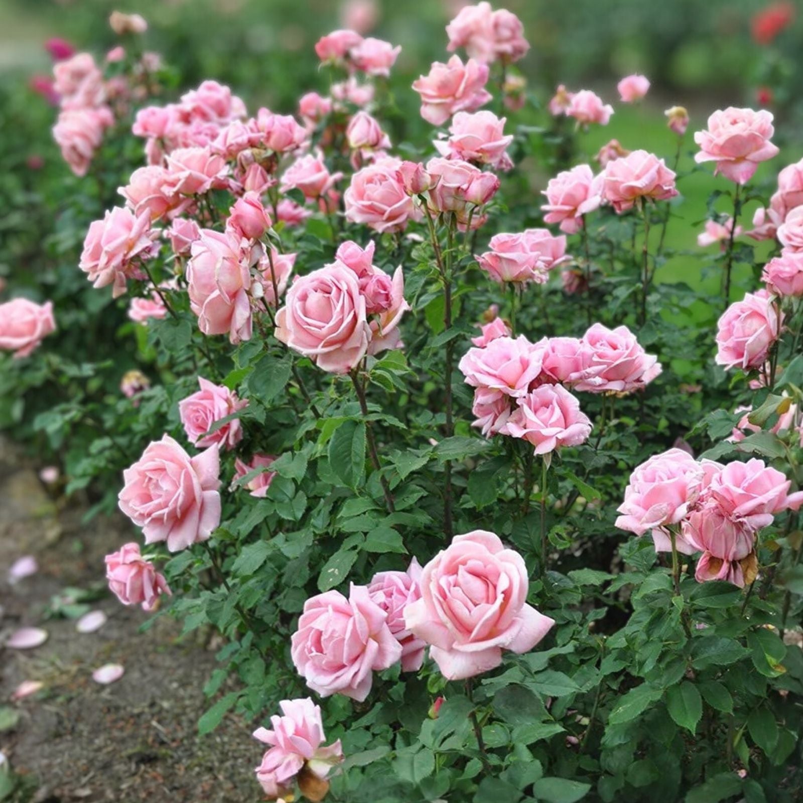 Pink Hybrid Tea Rose Bush Live Plant – Rosa 'Tiffany' AARS Award Winner – Garden Flower, Fragrant Bloom, 1-2' Height