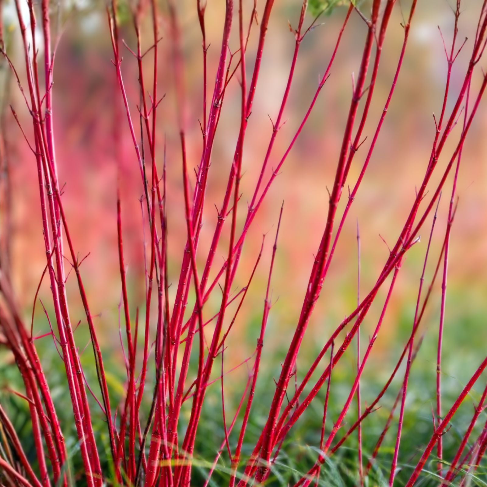 Red Twig Dogwood Shrub 12-18in Bare Root Cornus sericea Ornamental Deciduous Shrub with Vibrant Red Stems