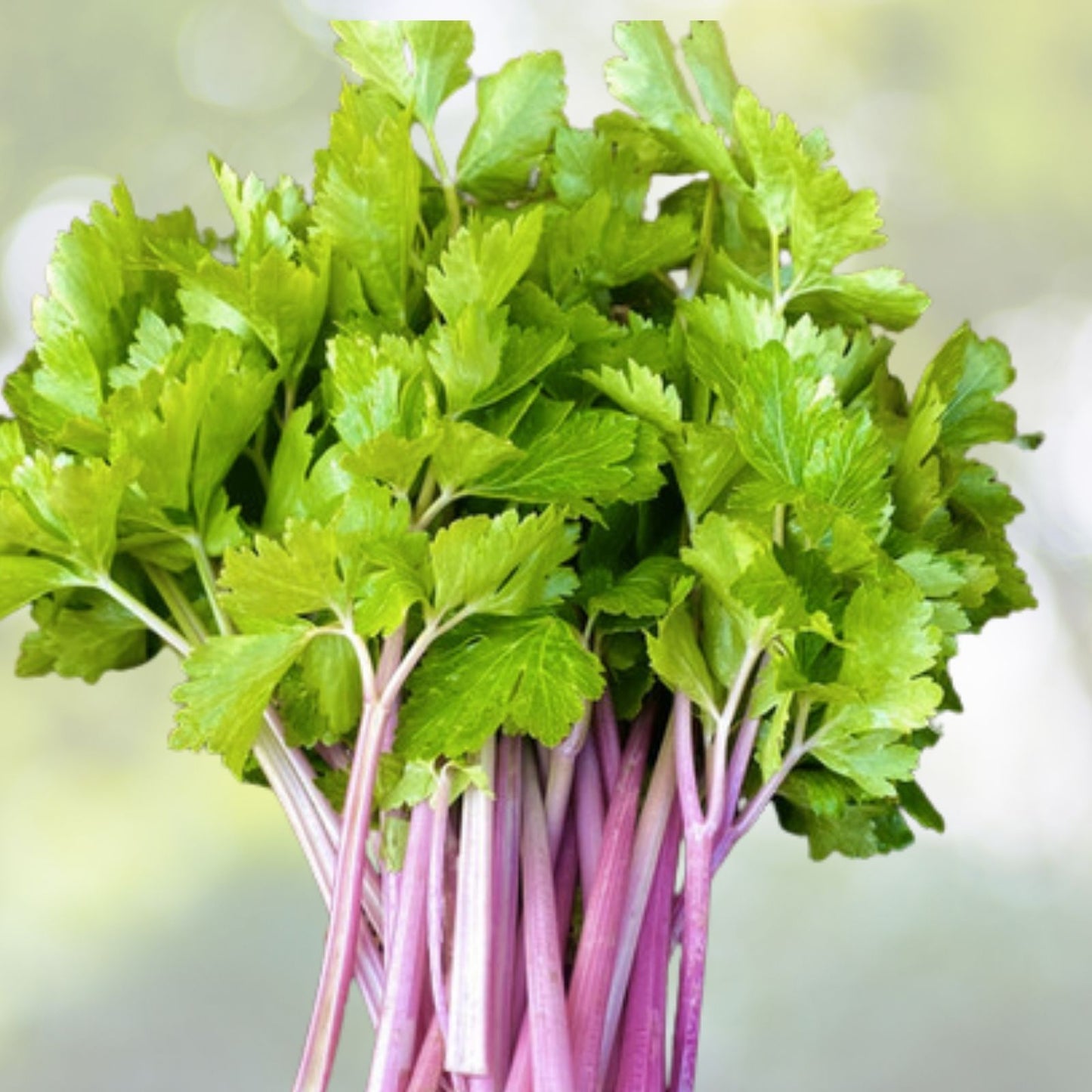 Chinese Pink Celery Seeds - 200+ Count, Rose Celery (Kan-tsai) - Qincai Kunchoy, USA Grown