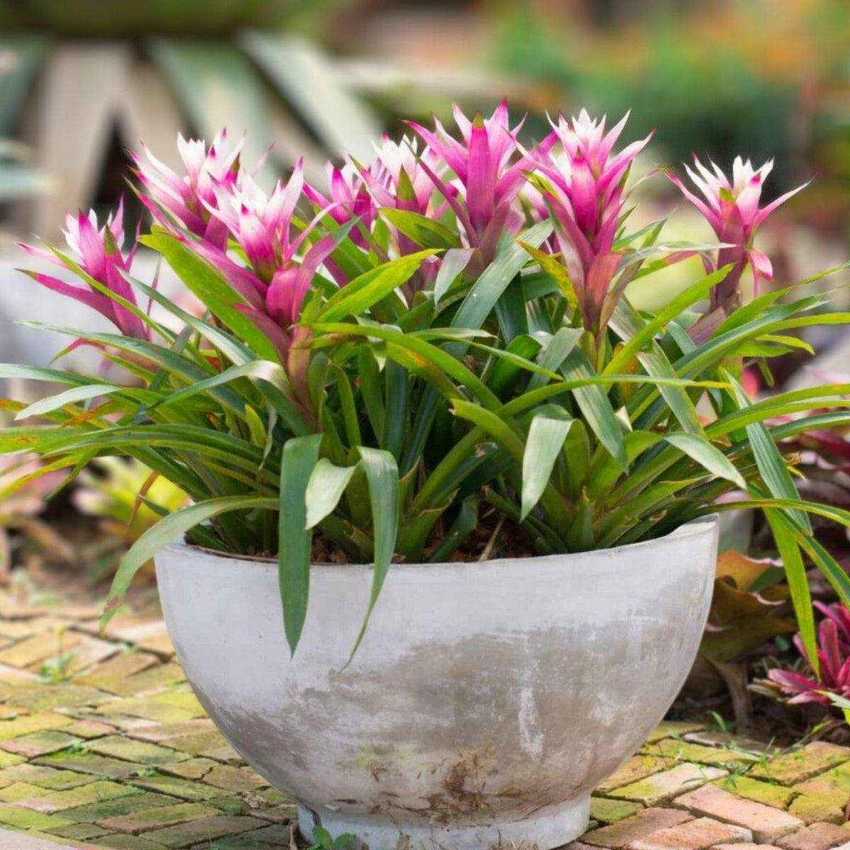 Bromeliad Plant 9" Pot Vriesea Sanguinolenta Green Burgundy Foliage Wehauhia sanguinolenta for Landscape & Containers