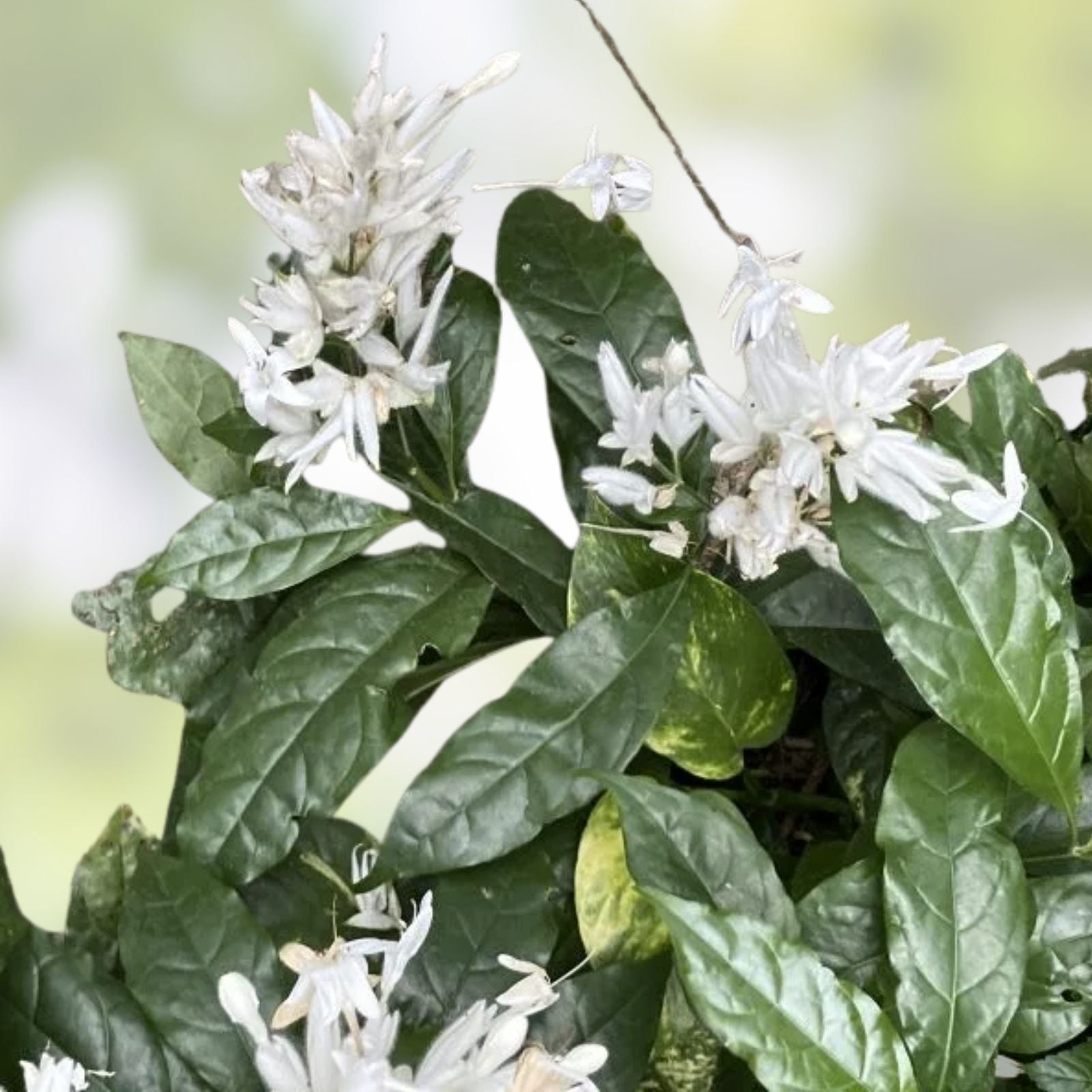 White Shrimp Plant Starter - Whitfieldia longifolia Rooted White Candle Variety for Indoor Outdoor Gardens