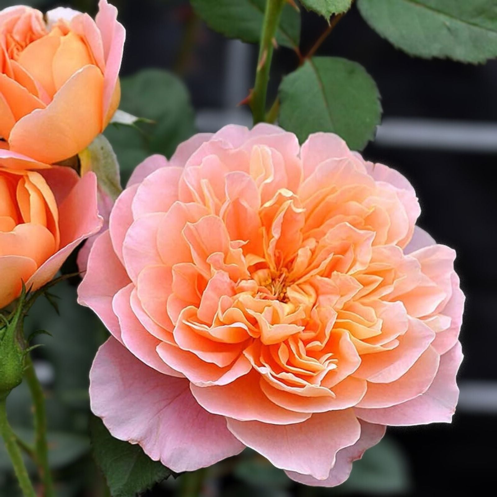 Heirloom Rose Cuttings Unrooted 5-8" The Impressionist™ Fresh 3 Stems for Gardening and Planting