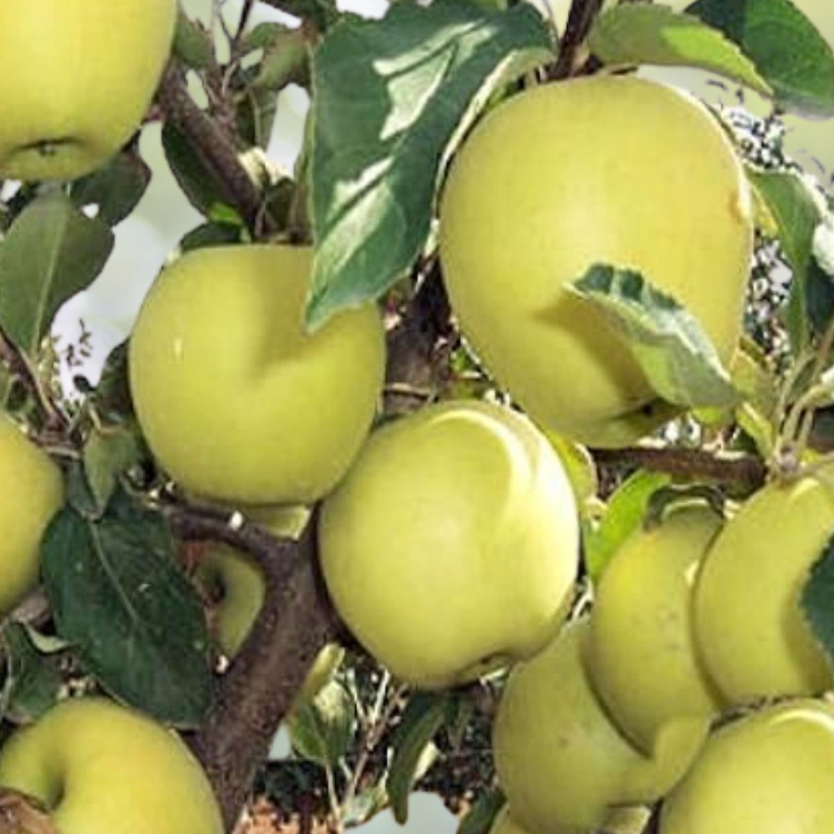 Golden Apple Seeds - 5+1 Organic Heirloom Fruit Tree - USA Homegrown - Malus pumila