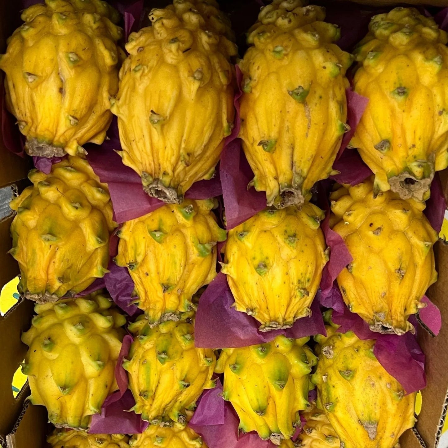 Albino Yellow Dragonfruit Cutting - Rooted 12-16 Inch Hylocereus megalanthus Plant for Gardening and Fruit Production