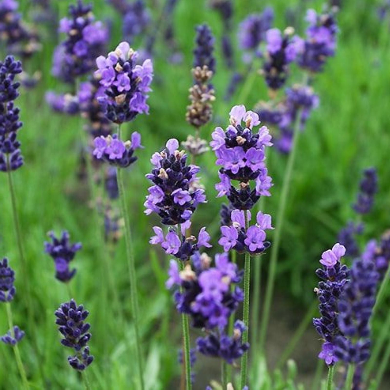 Organic English Lavender Herb Cuttings – Lavandula angustifolia, Aromatic Garden Plants for Propagation, 5 Pack