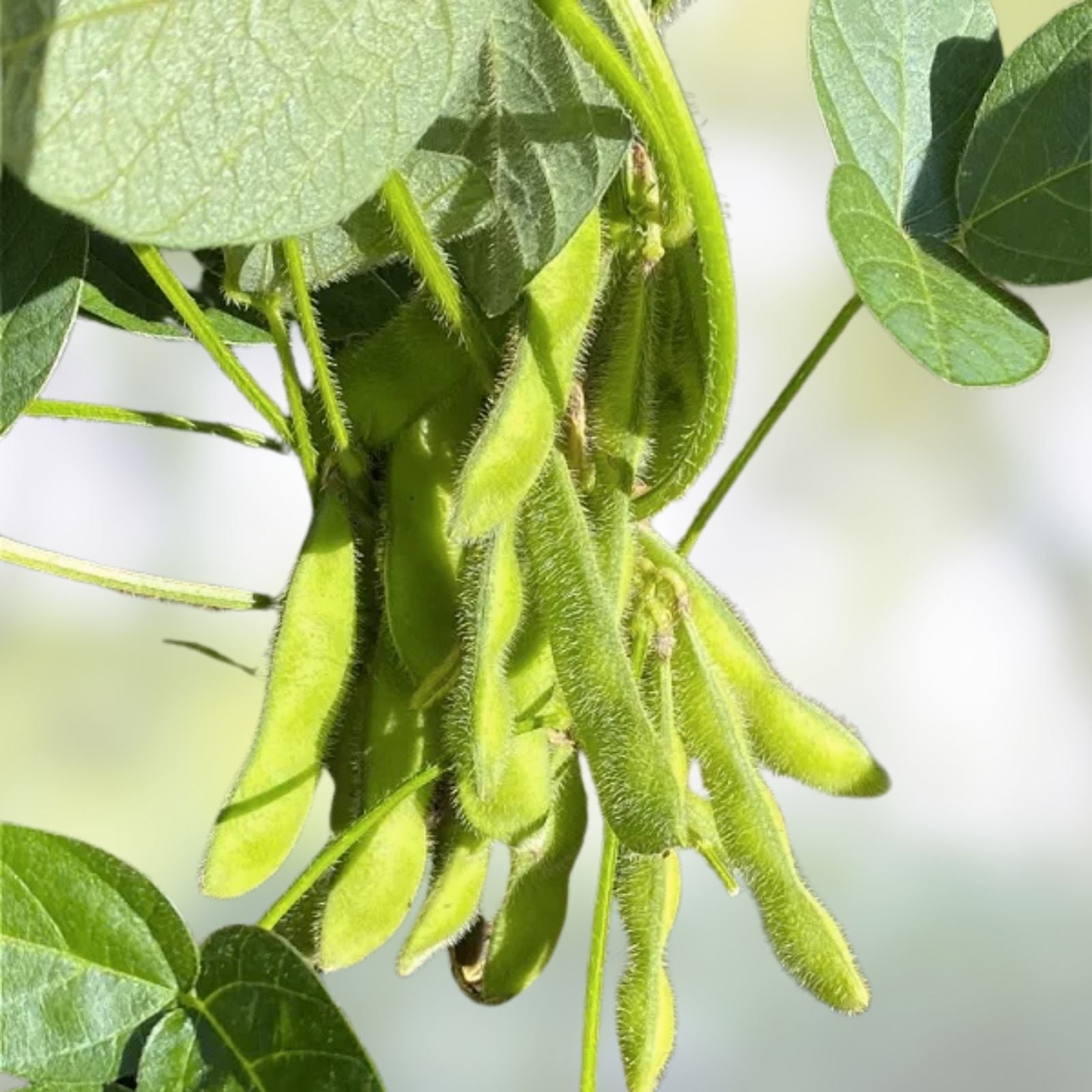Edamame Soybean Seeds 10 Pack Be Sweet Asian Vegetable Glycine max Organic Non-GMO Planting Kit