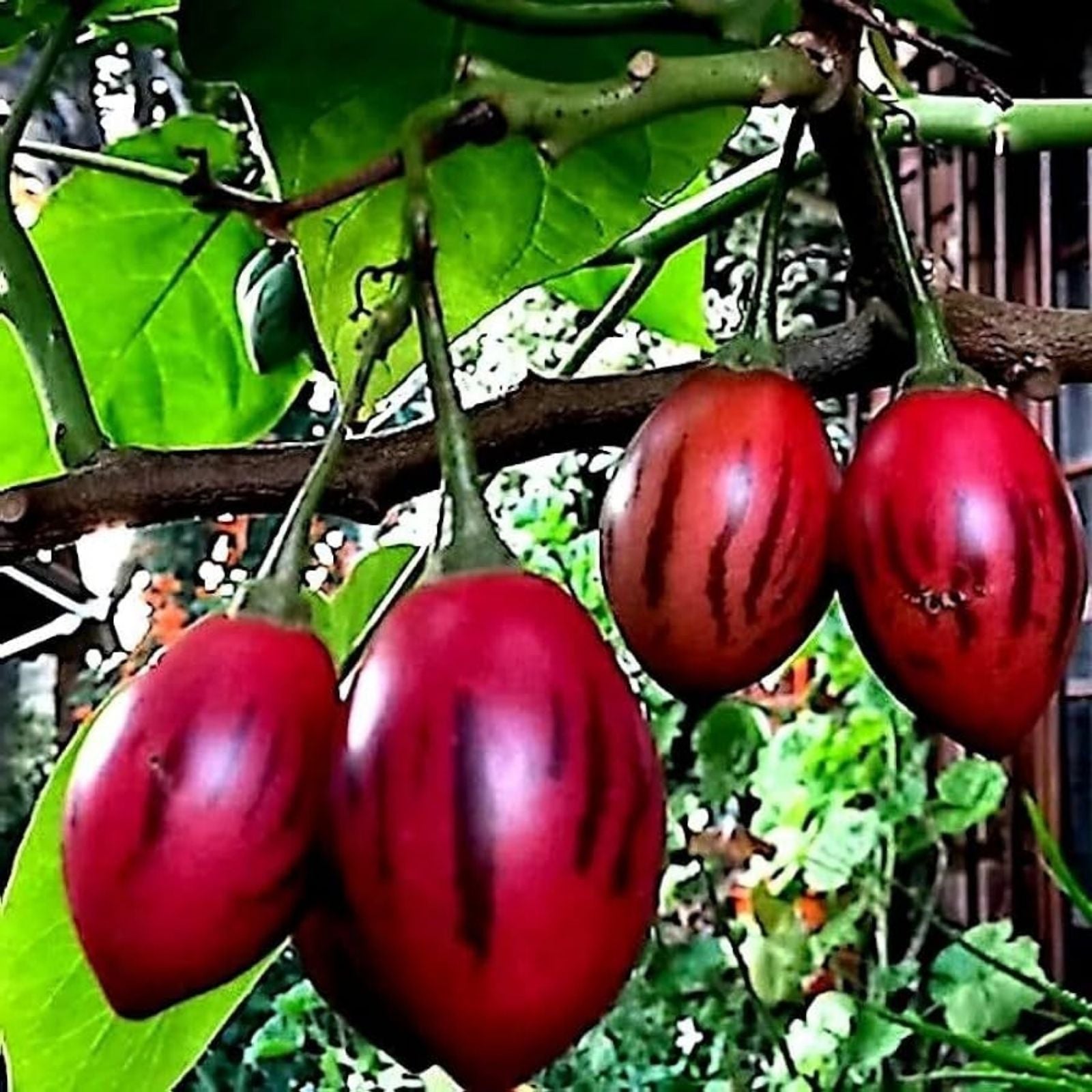 Tomato Tree Bonsai Seeds 10 Pack Tamarillo Cyphomandra betacea for Planting and Gardening