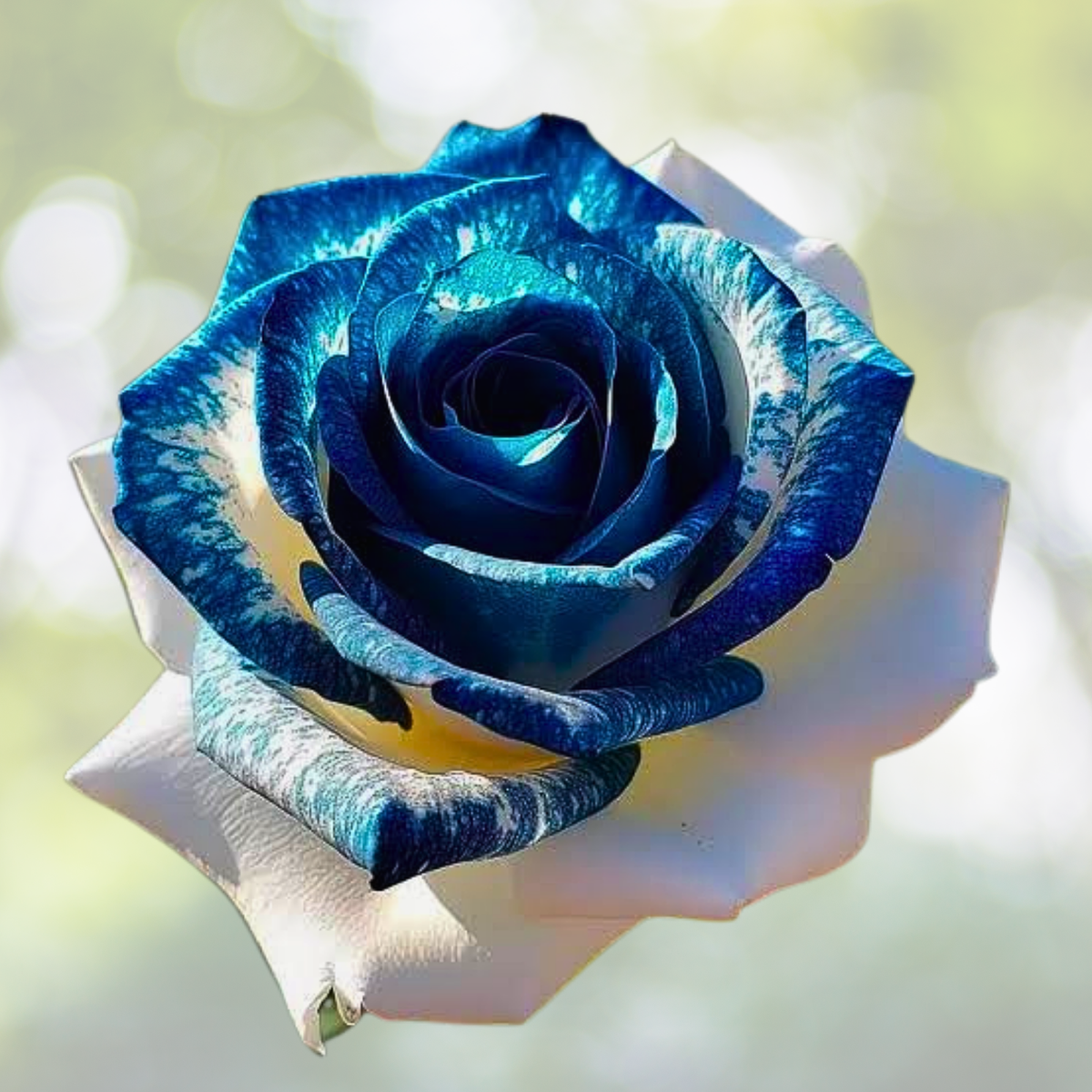 20pcs Sapphire Gem Twin Rose Seeds - Vibrant Blue-Flowering Roses - Rosa spp.