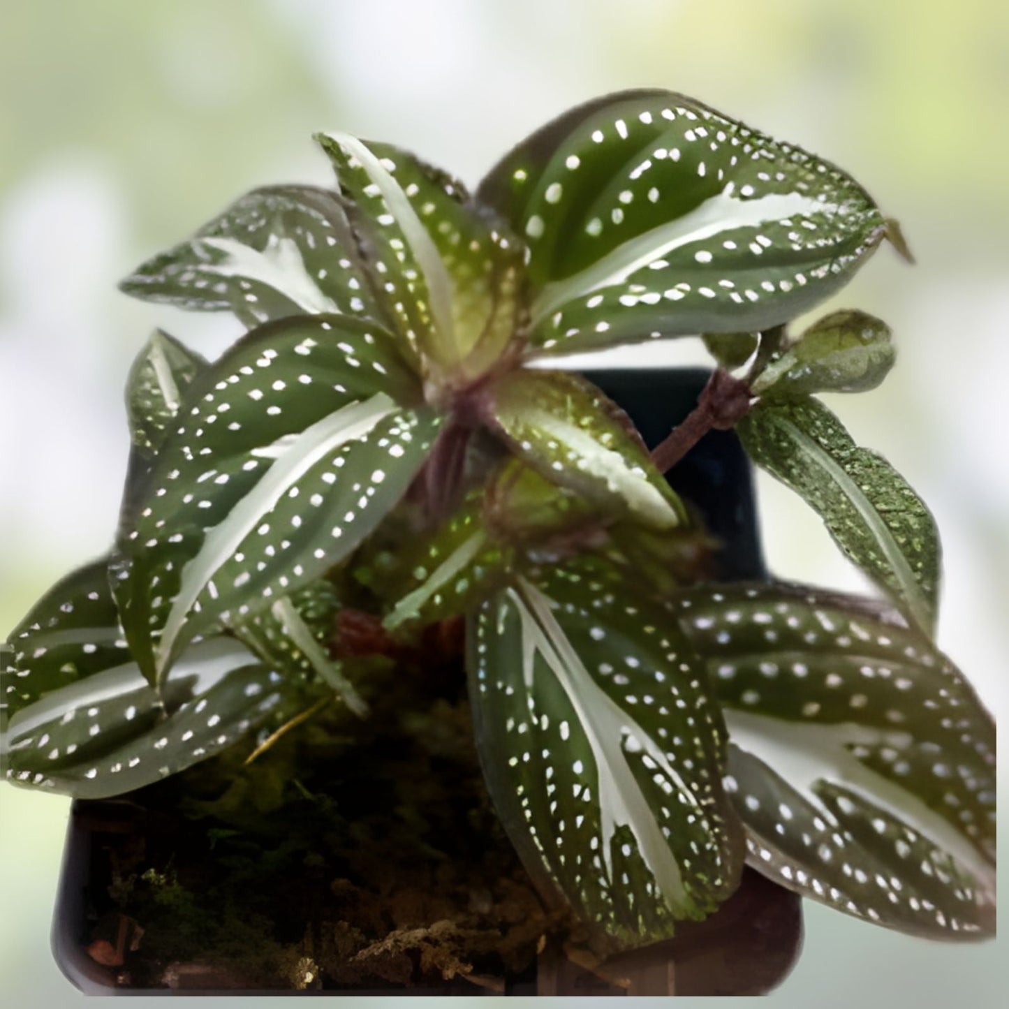Sonerila sp. Java Rare Terrarium Plant | Melastome Variety | Unique Indoor Plant for Collection