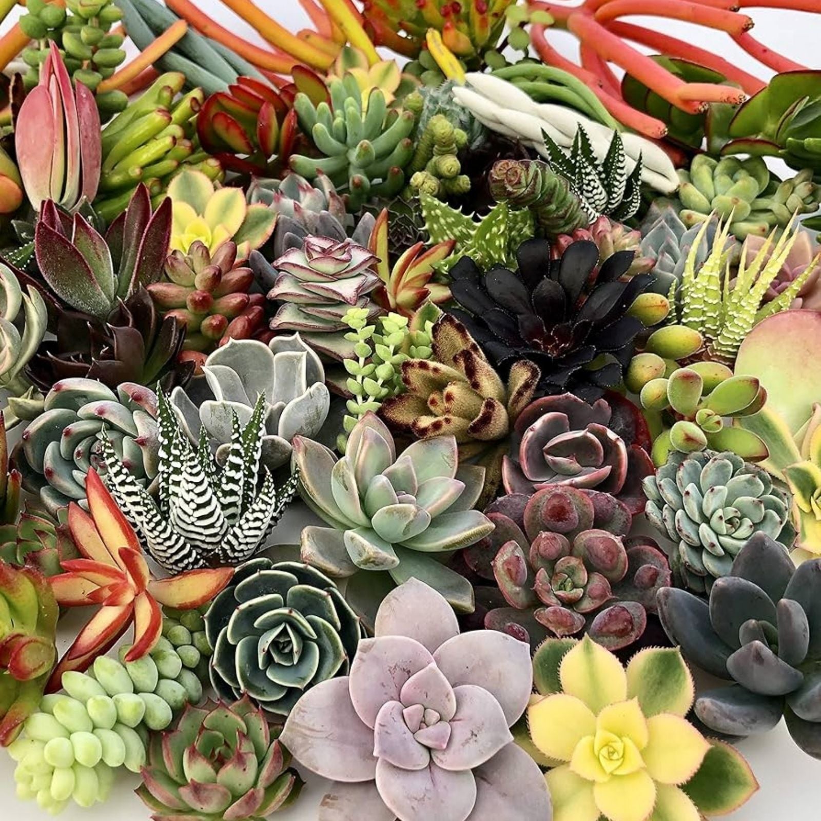 Succulent Cuttings 40 Colorful Varieties for DIY Projects and Plant Enthusiasts - Assorted Succulents, Healthy, Easy to Grow