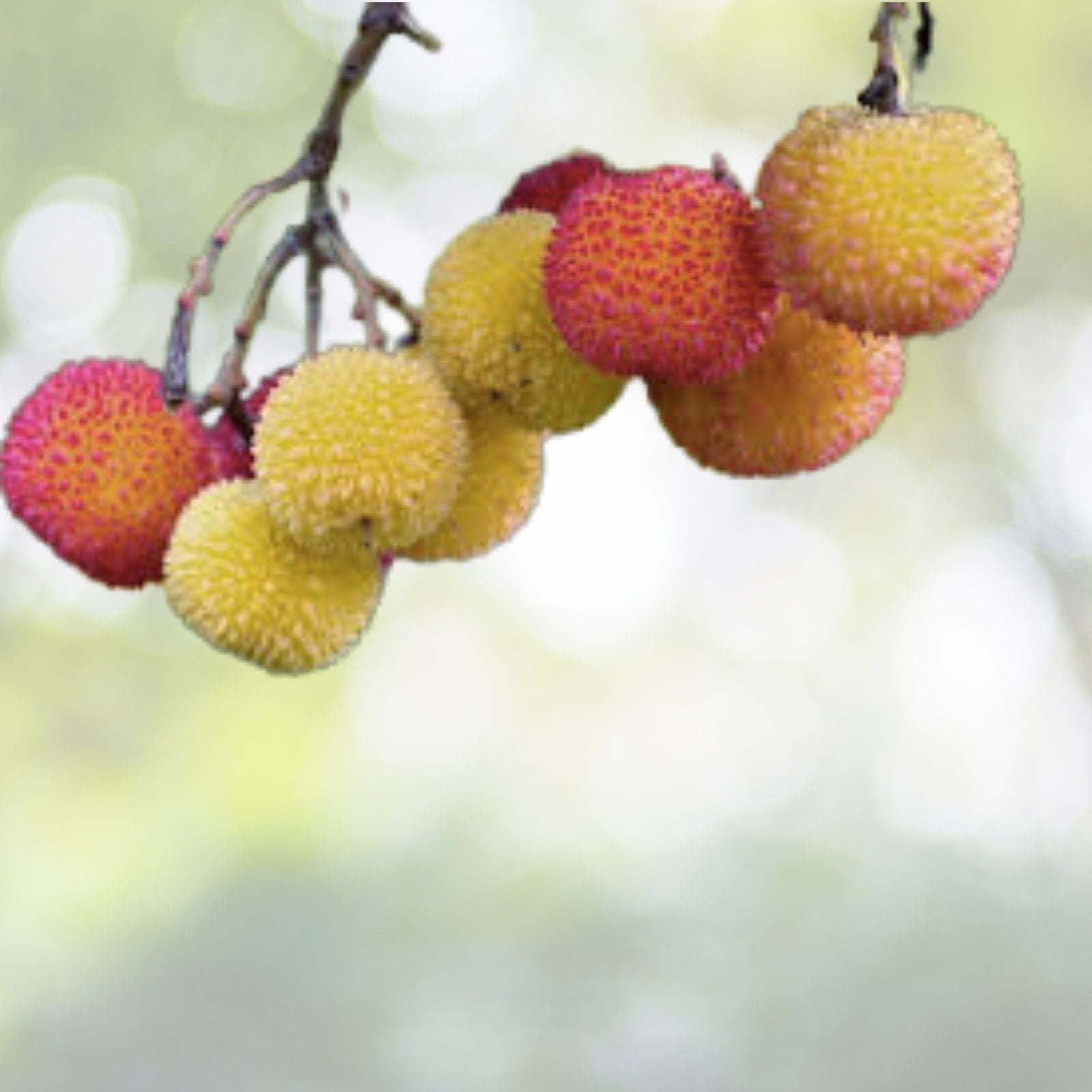Strawberry Tree Seeds - 20+ Evergreen Seeds - Arbutus unedo - Free Shipping US