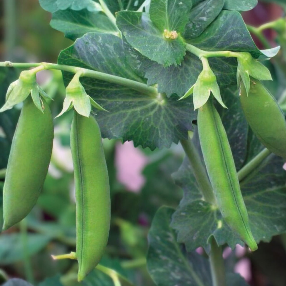 Pea Seeds 20+ Little Marvel Heirloom Non-GMO Pisum sativum Vegetable Garden Seeds