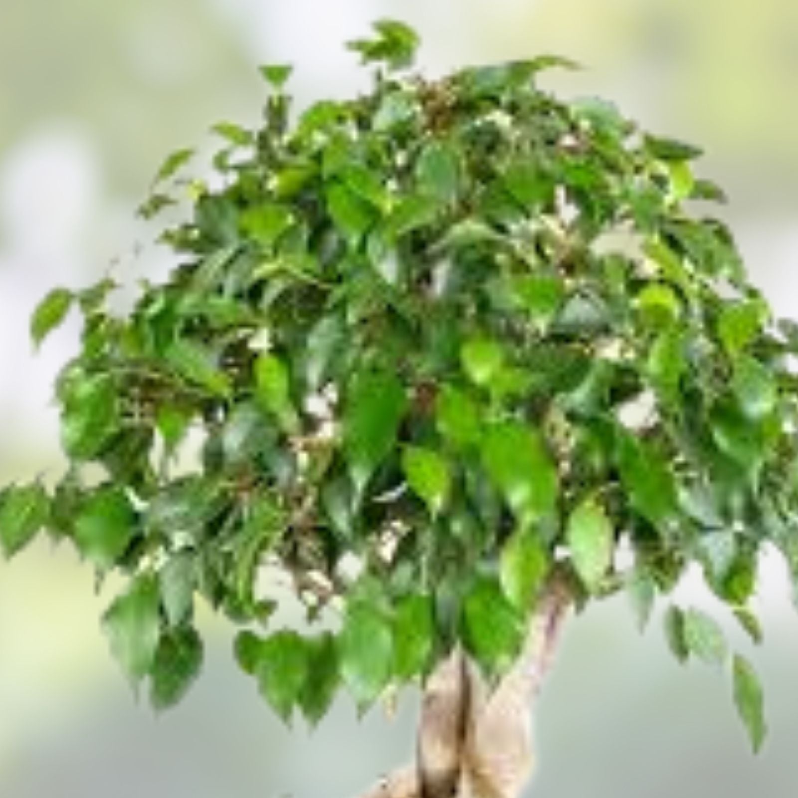 Bonsai Tree Seeds - 20 Indian Banyan Seeds - Ficus benghalensis - Indoor Gardening, Planting, Cultivation
