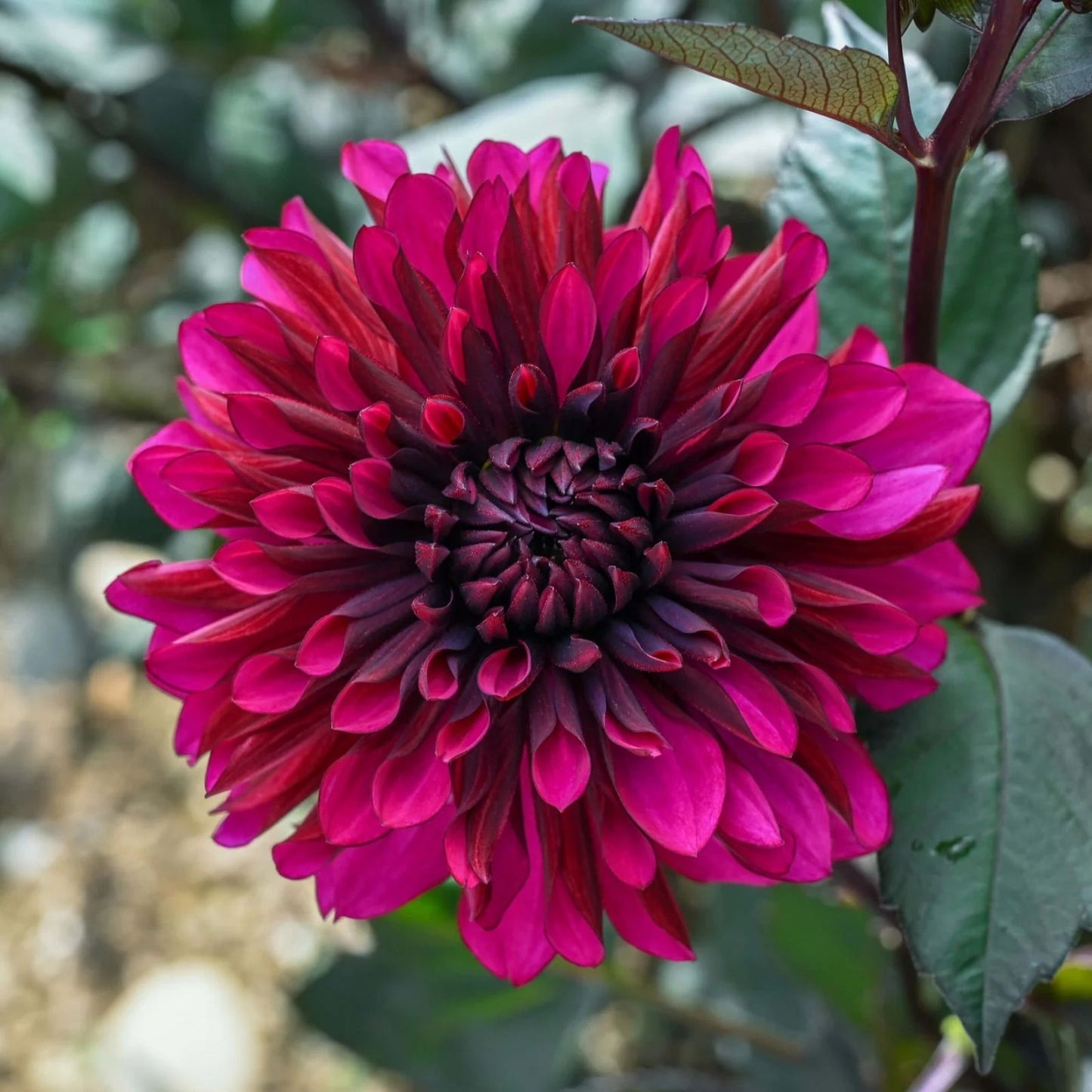 Dahlia Bulb Tuber 8-10" Red Purple Blooms Garden Flower Babylon Paars Live Plant