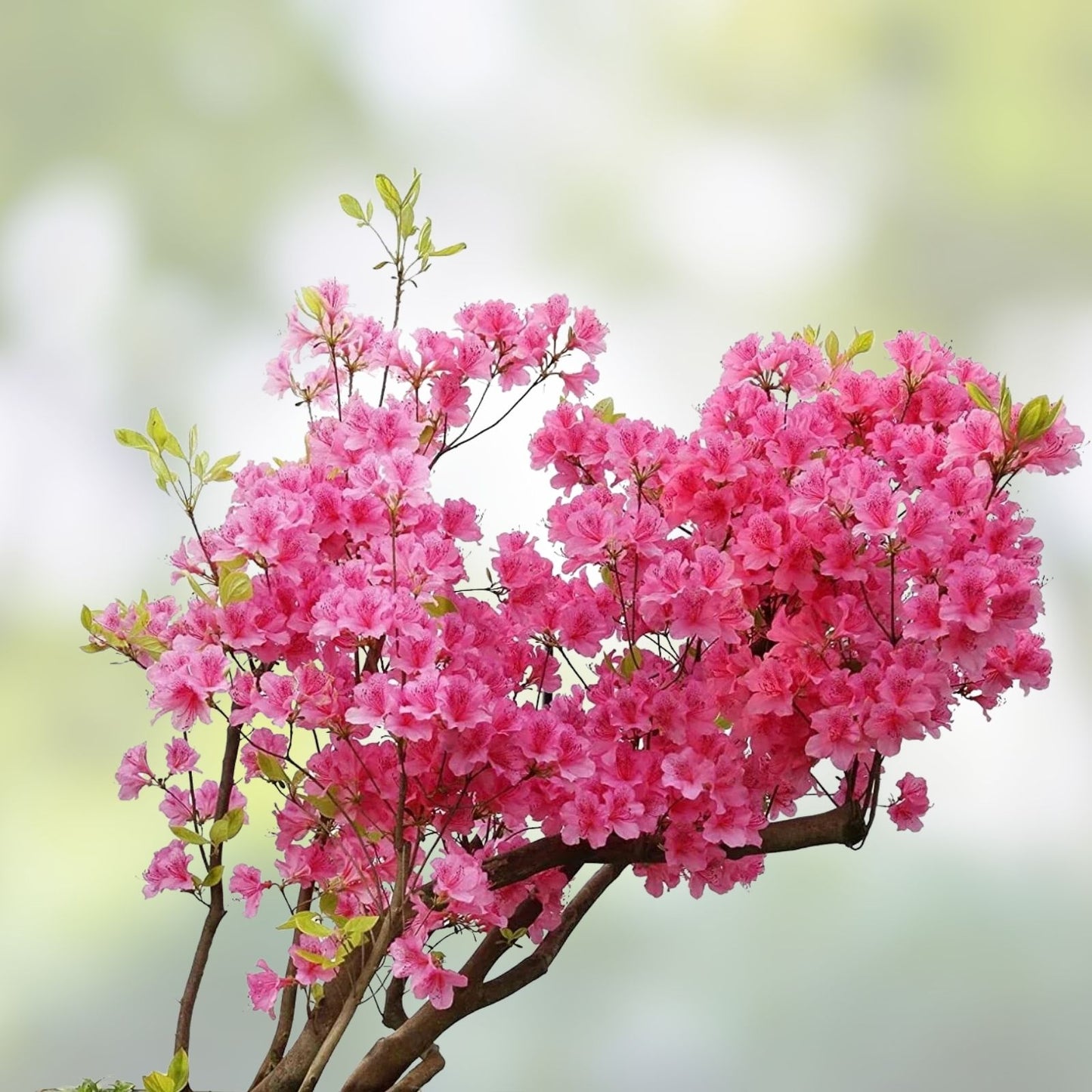 Royal Azalea Bonsai Tree Seeds 30 Pack - Rhododendron schlippenbachii - Miniature Landscape Plant for Bonsai Cultivation