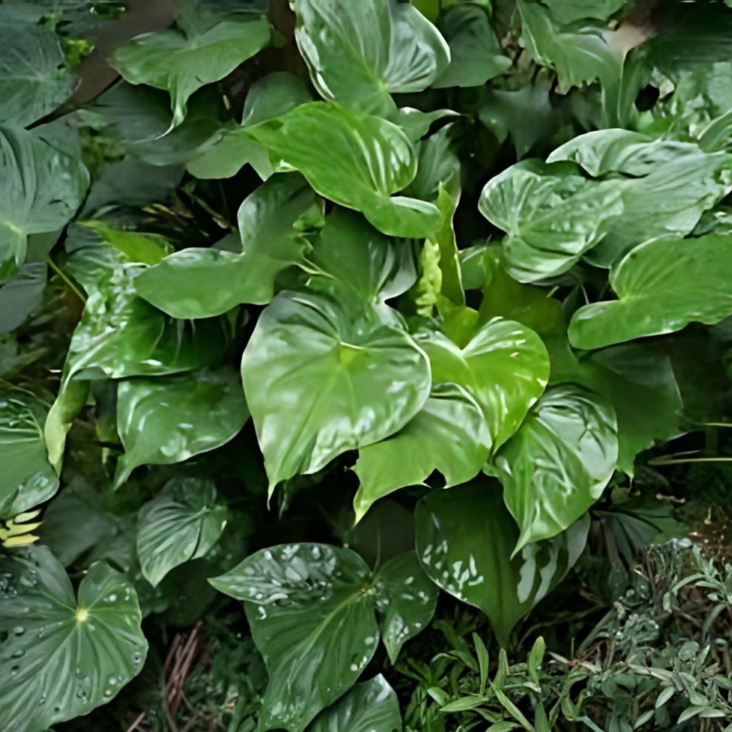 Live 7-inch Alocasia Cucullata Chinese Dwarf Elephant Ear Bare Root Plant - Semi-Upright, Tropical Indoor Plant