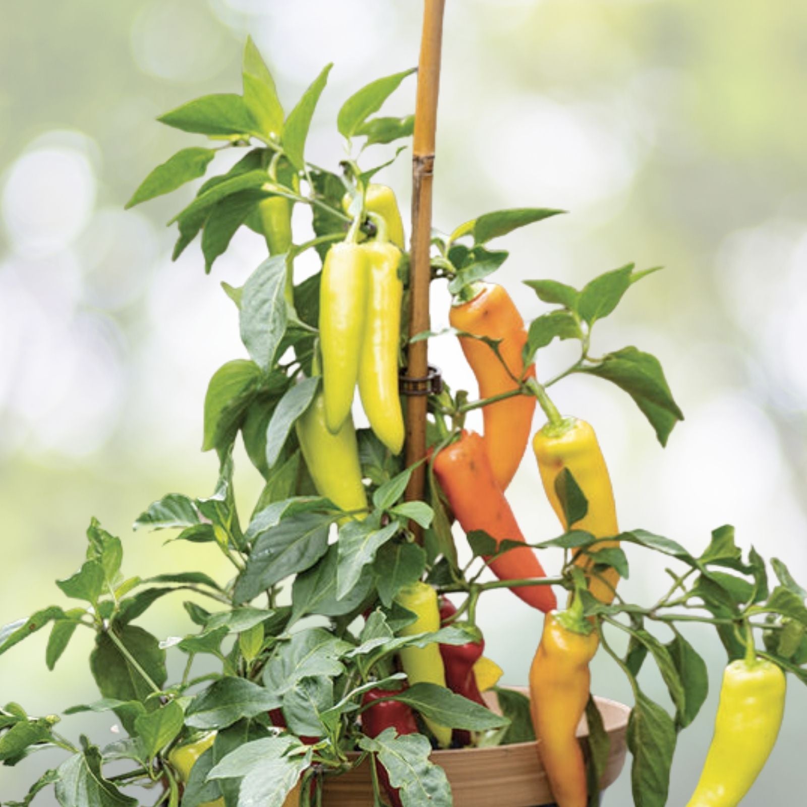 Hungarian Wax Hot Pepper Seeds - 50+ Spicy Chili Seeds - Capsicum annuum - Ideal for Gardening and Culinary Use