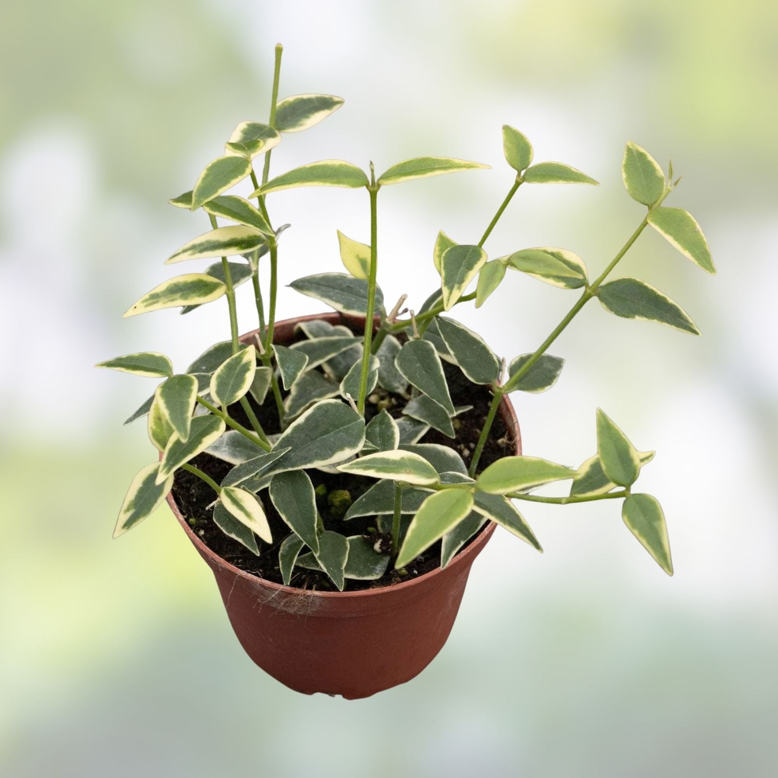 Hoya Plant Bundle – Variegated Hoya Bella & Hoya Engleriana – Indoor Houseplants for Home Decor – Easy Care Plants