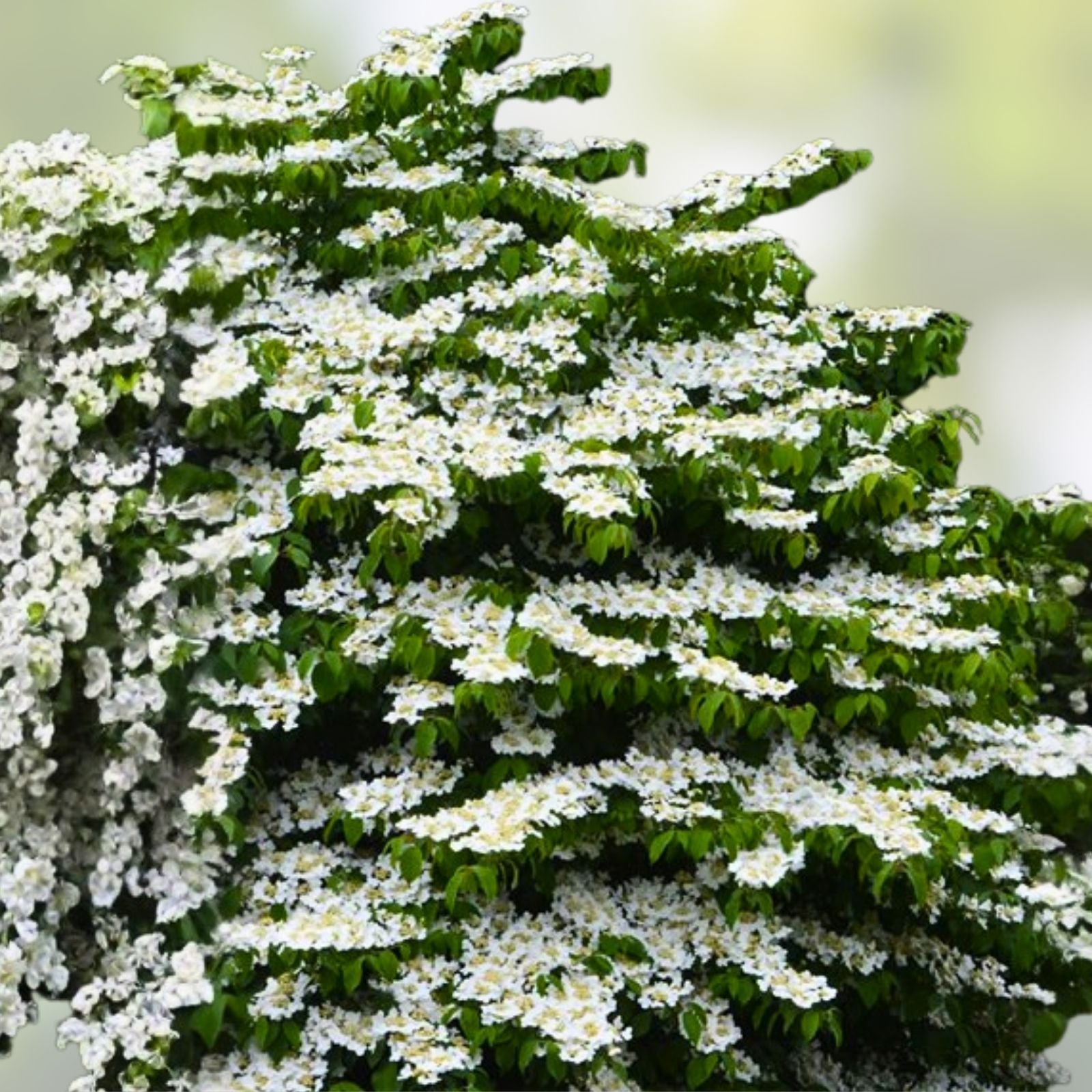 Shasta Doublefile Viburnum Live Plant 6" Bare Root White Flowers Viburnum plicatum 'Shasta' Zones 5-8