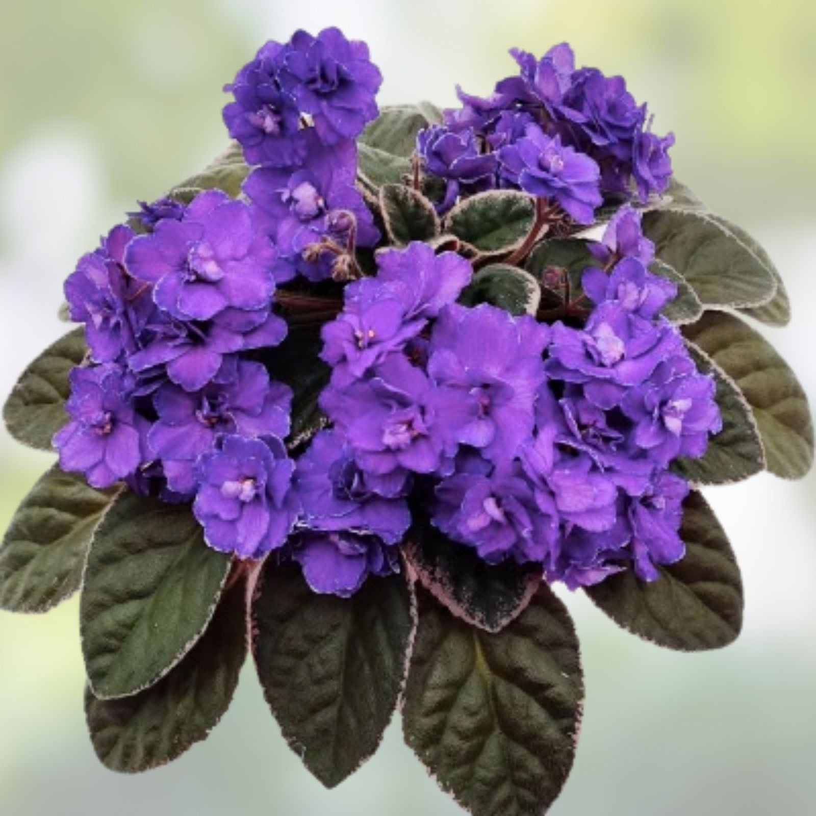 African Violet Leaves 2 Pack Buckeye Exotic Dancer Saintpaulia ionantha Indoor Plant Cuttings
