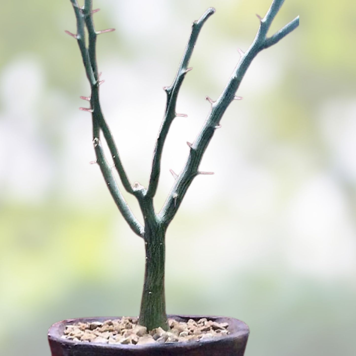 Adenia ballyi Cutting - Rare Well-Rooted Succulent Plant for Collectors - Unique Succulent, Drought Tolerant, Indoor Plant