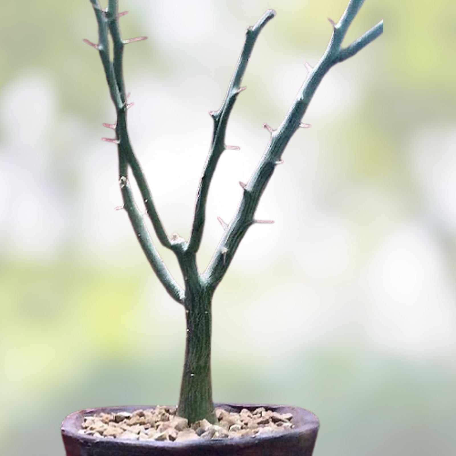 Adenia ballyi Cutting - Rare Well-Rooted Succulent Plant for Collectors - Unique Succulent, Drought Tolerant, Indoor Plant