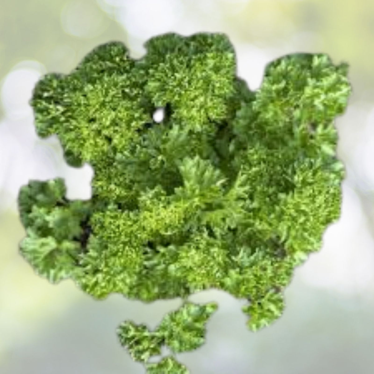 Triple Curled Parsley Seeds | Heirloom NON-GMO | Petroselinum crispum Garden Seeds