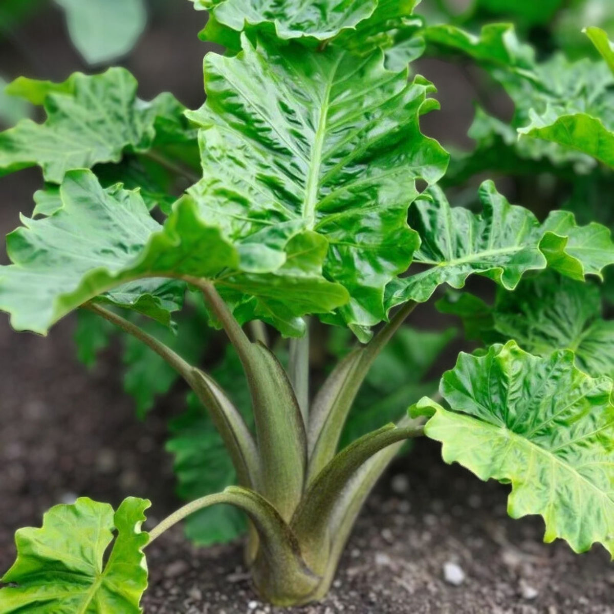 Alocasia Low Rider Plant 6" Pot - Alocasia sanderiana - Healthy Disease-Free Houseplant for Home Decor