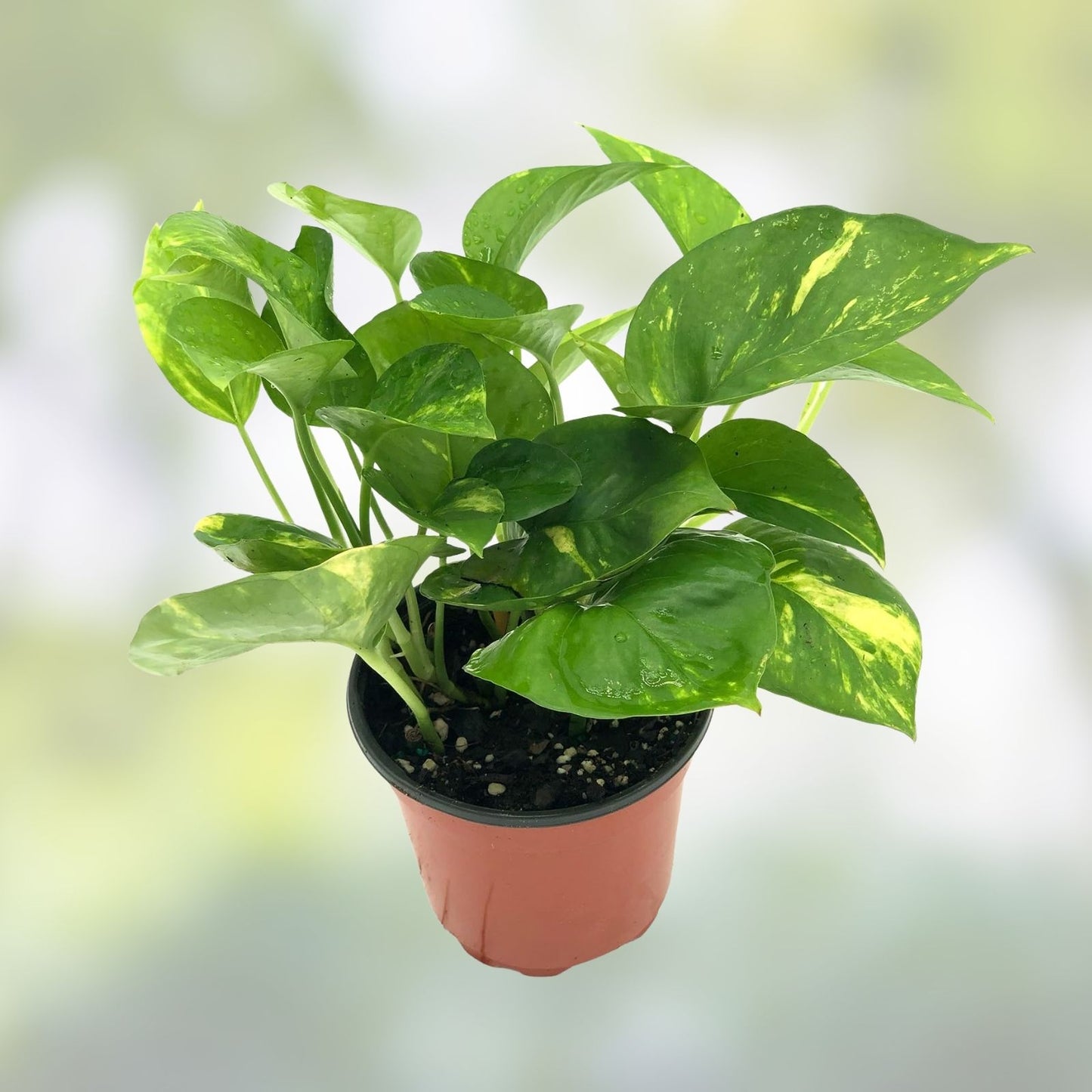 Golden Pothos Live Plant Cuttings – 5 Rooted, Indoor/Outdoor Epipremnum aureum, Easy Care Houseplant