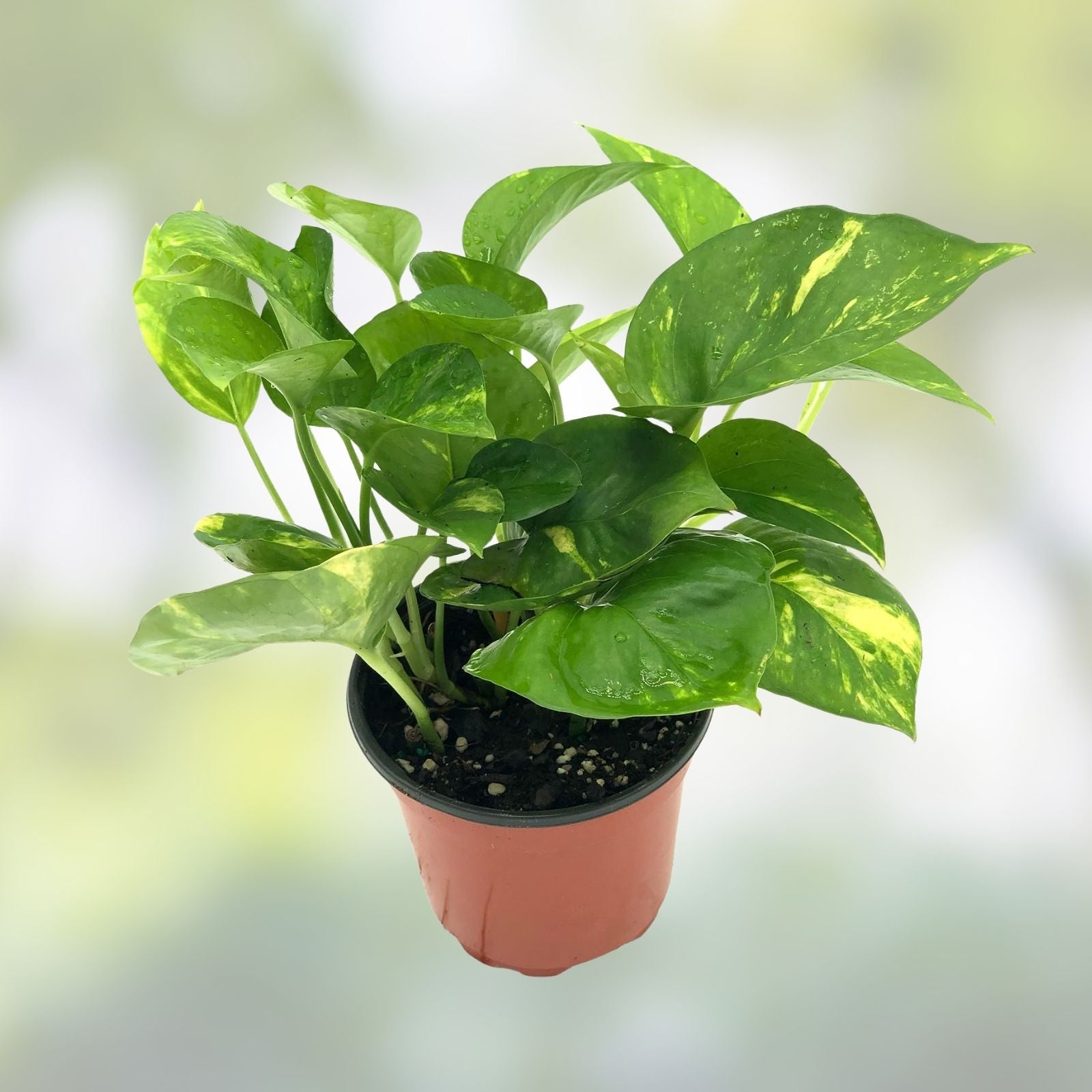 Golden Pothos Live Plant Cuttings – 5 Rooted, Indoor/Outdoor Epipremnum aureum, Easy Care Houseplant