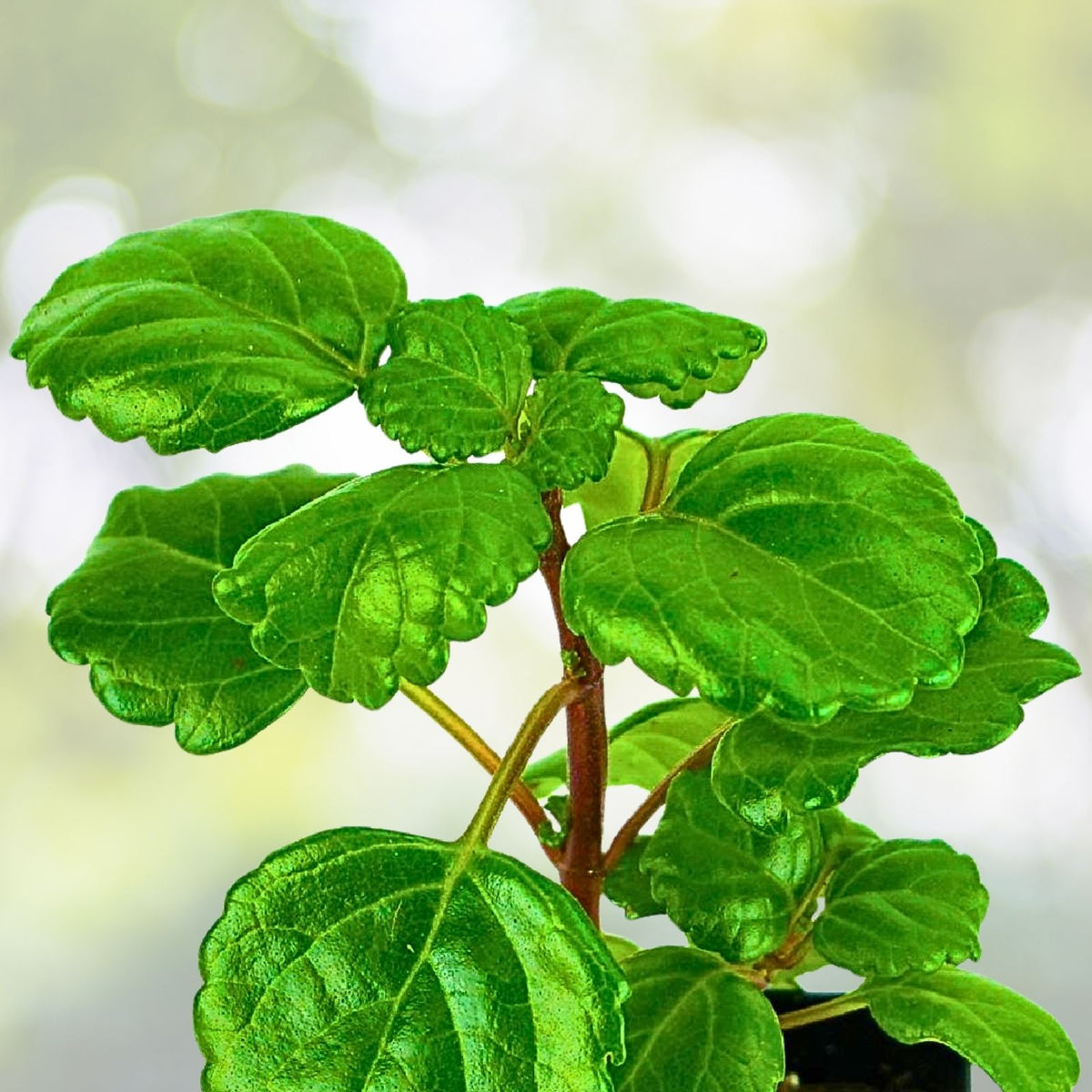 Purple Swedish Ivy - 1 Pot (2 Plants) - Fast-Growing Trailing Vine - Plectranthus australis