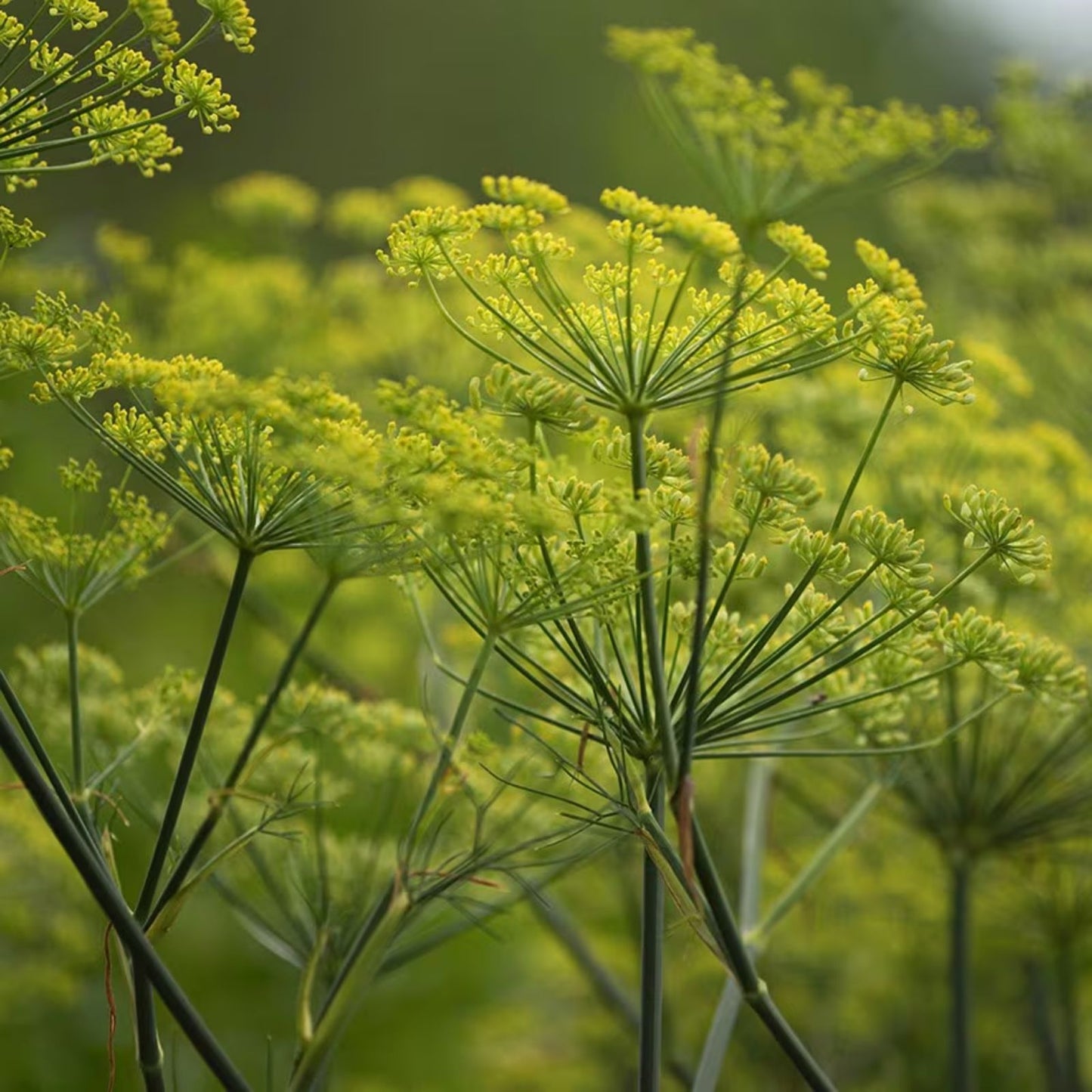 Dill Seeds 50+ Heirloom Non-GMO Bouquet Variety for Fresh or Dried Herbs Anethum graveolens