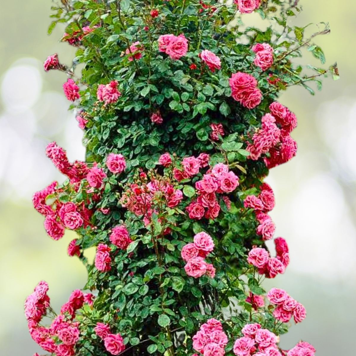 20pcs Pink Climbing Rose Seeds - Rare Non-GMO Heirloom Variety - Rosa spp.