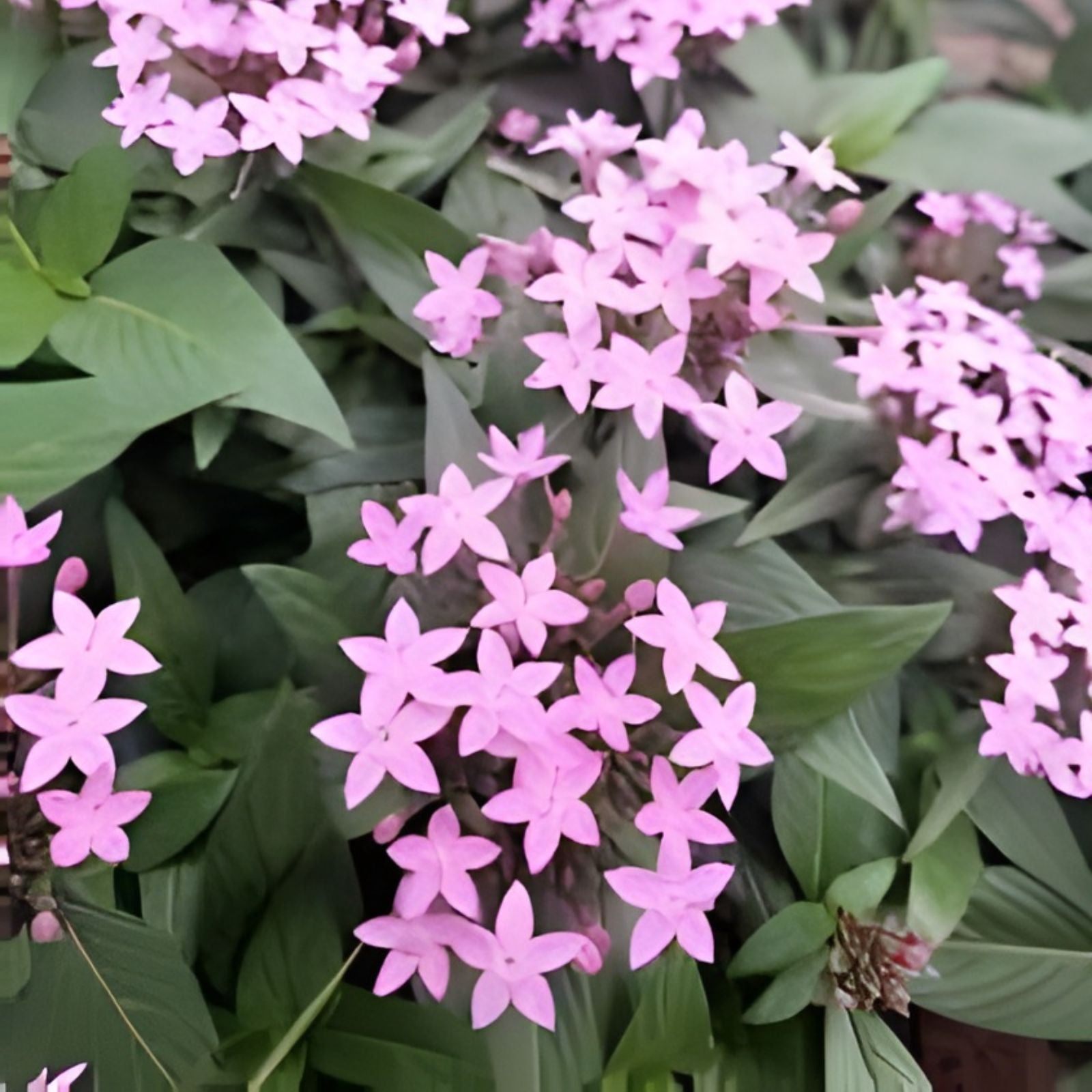 Pentas Seeds 500 Count Northern Lights Lavender Non-GMO Flower Seeds for Gardening, Perennial, Butterfly Attractant
