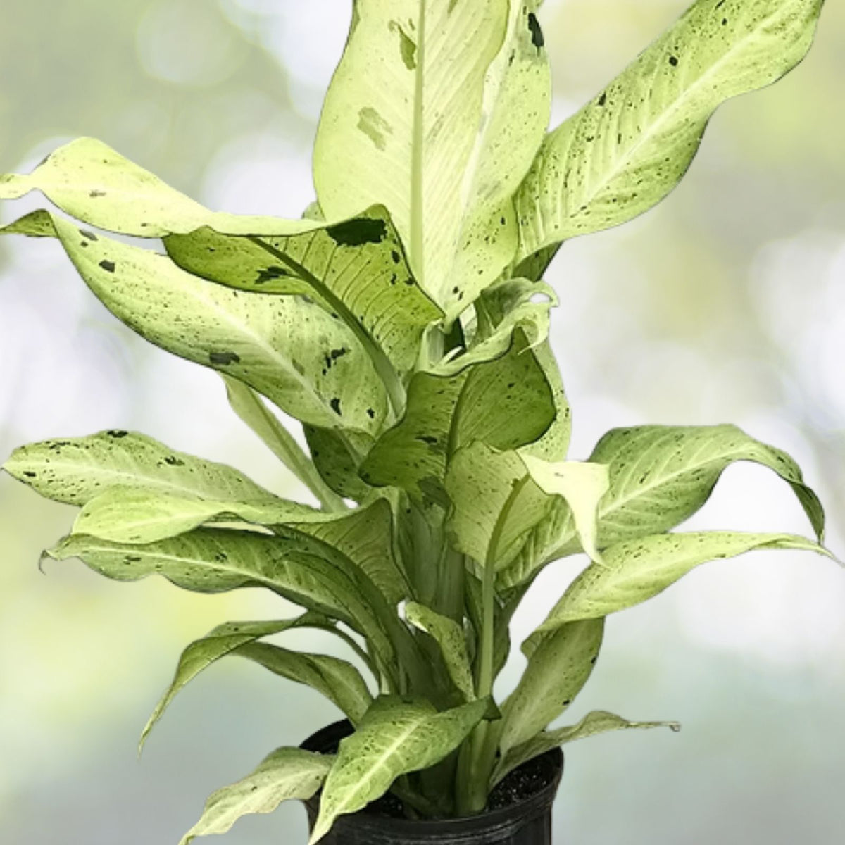 Dieffenbachia 'Camouflage' Tropical Foliage Plant | Easy Care Houseplant with Colorful Chartreuse & Green Leaves