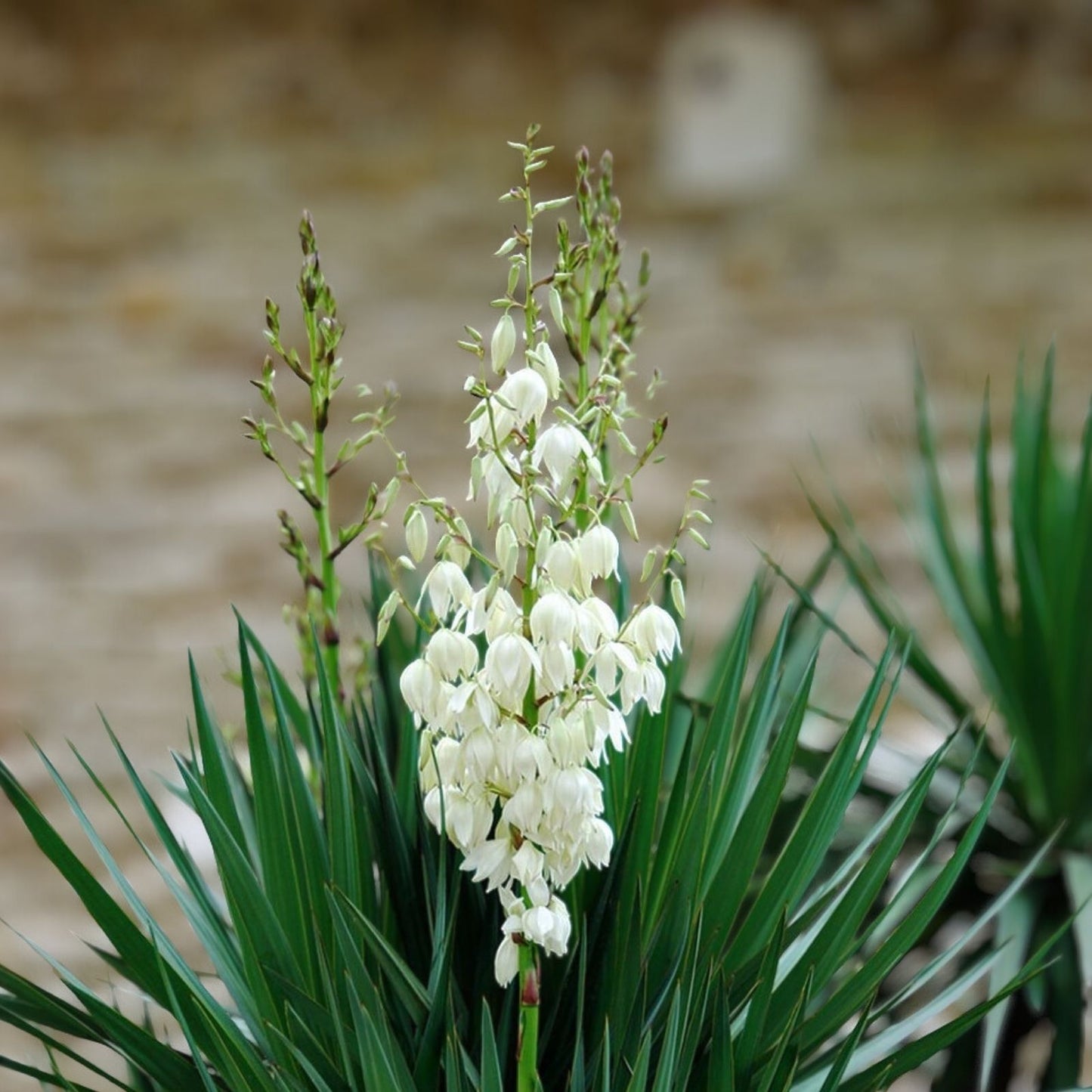 Yucca Plant 12 Inches White Flower Live Bare Root Drought Tolerant Landscape Shrub Yucca filamentosa