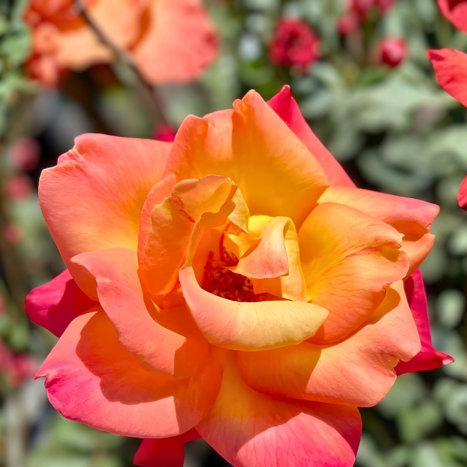 Rose Bush 1-2 ft Rio Samba Orange Yellow Rosa hybrida AARS Winner 1993 Long-Lasting Blooms