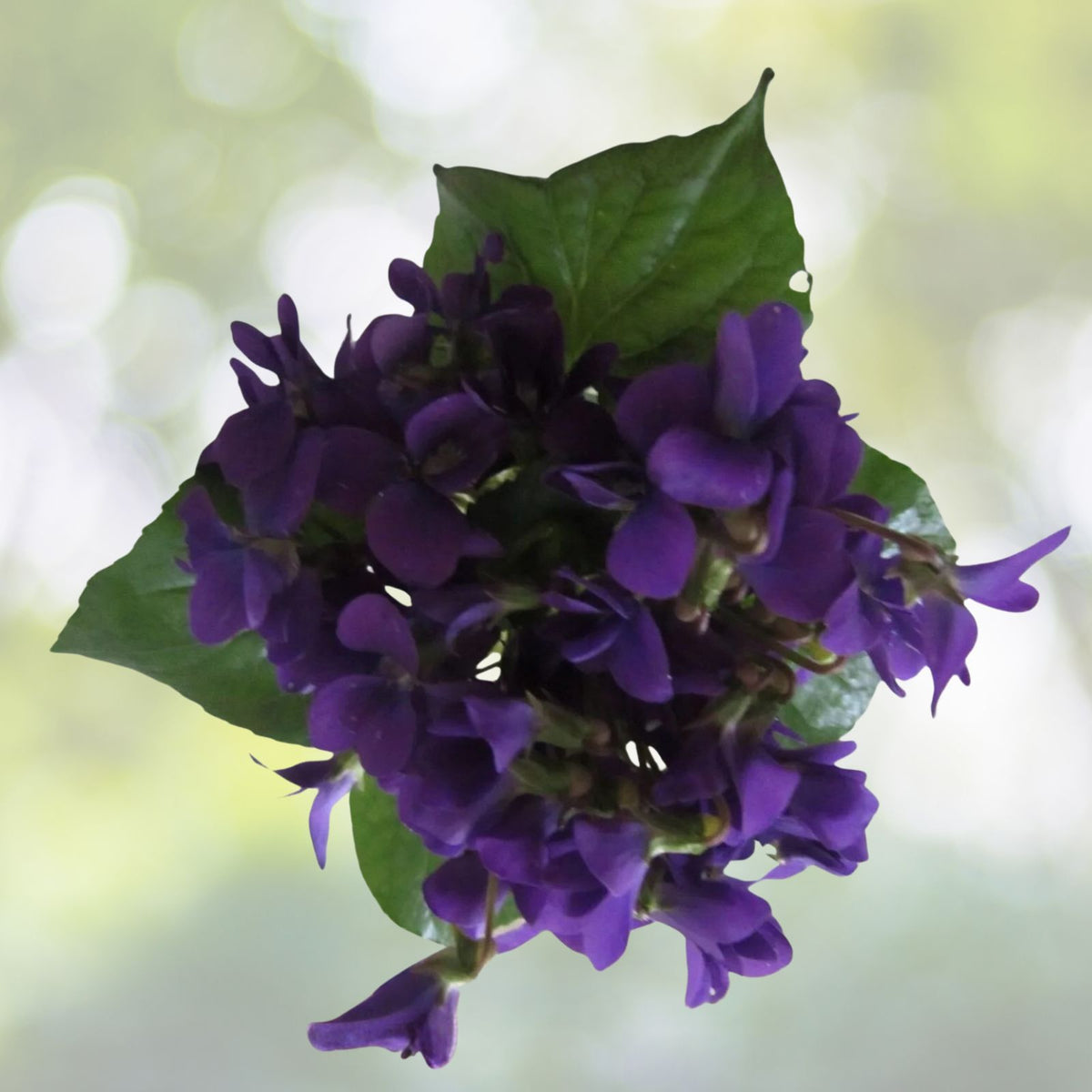 Purple Wild Violet Rhizomes 100+ Bareroot Organic Viola Perennial Edible Herbaceous Plant