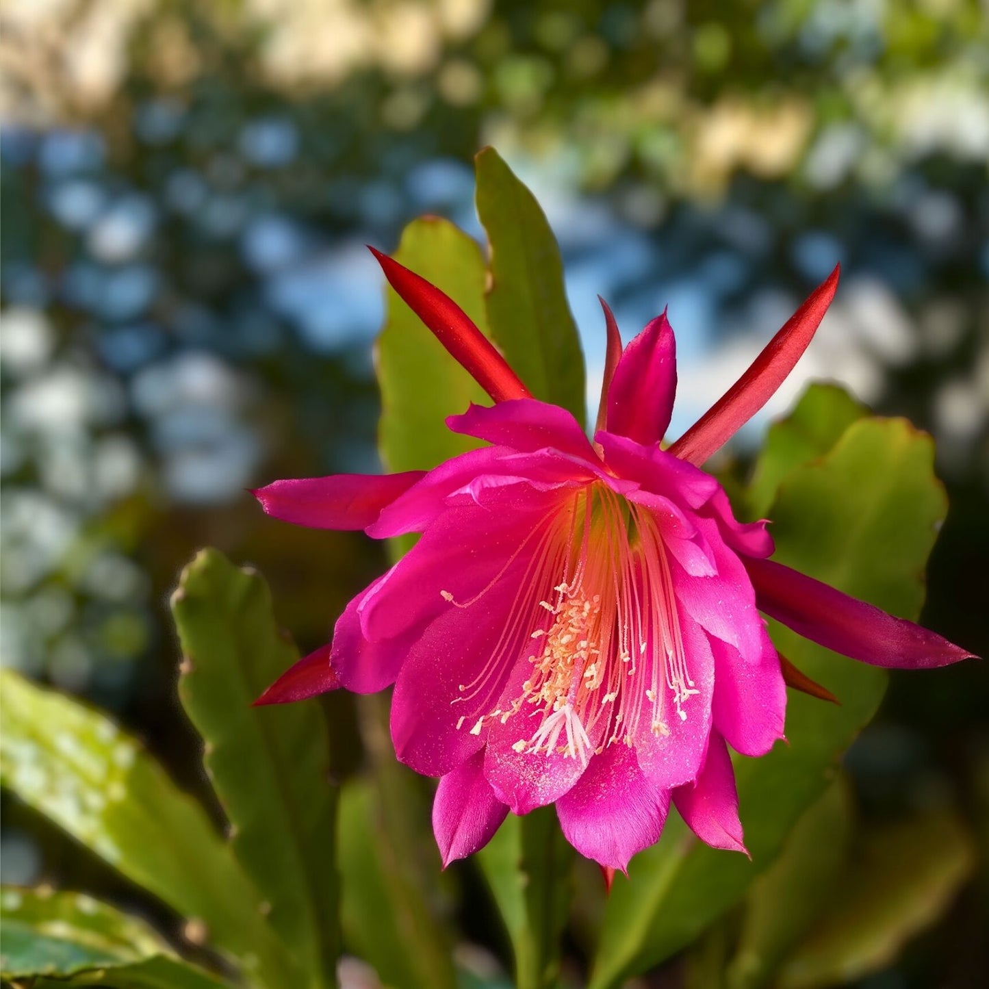 Epiphyllum Orchid Cactus Cuttings 4" Hot Spice Blooms Rooted with New Growth - Epiphyllum Hybrid Plant