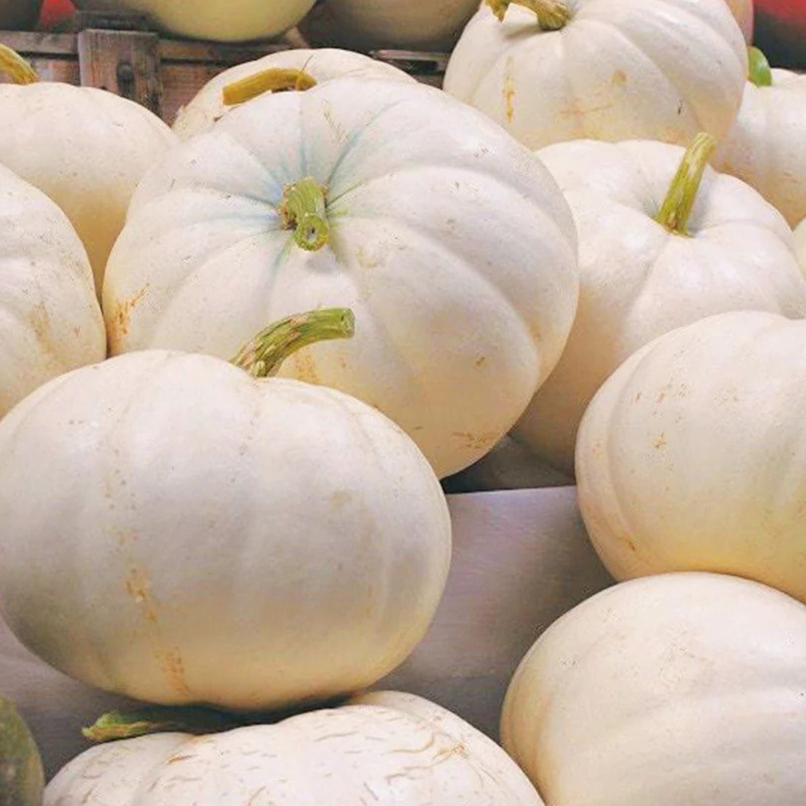 Organic White Boer Pumpkin Seeds - 10 Pack Heirloom Variety USA Grown Non-GMO Edible Seeds