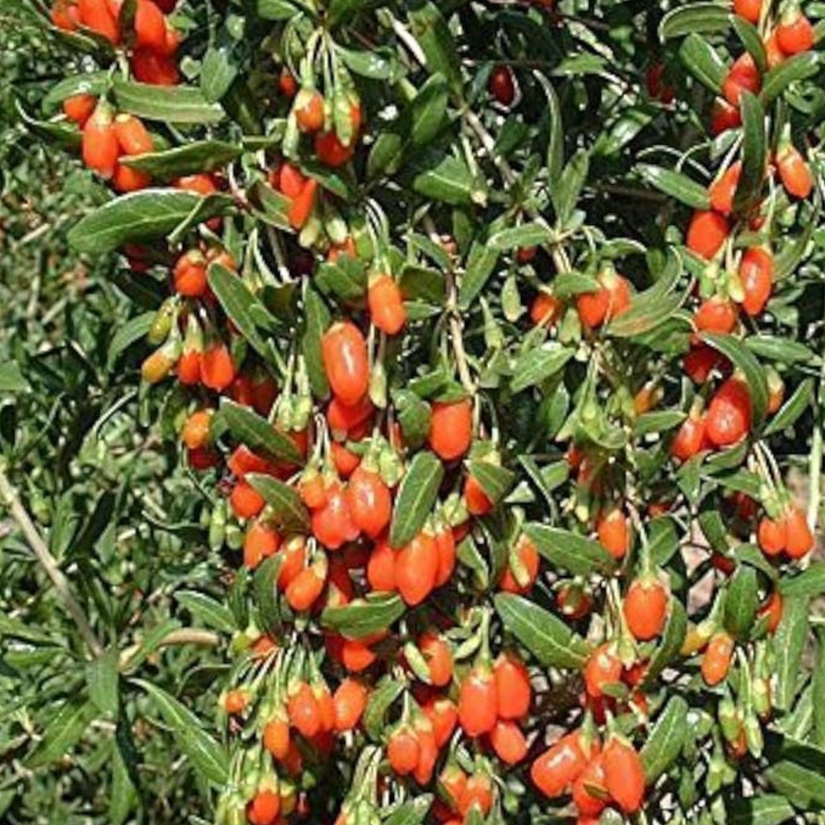 Goji Berry Seeds 100+ | Exotic Fruit Tree Lycium barbarum | Grow Your Own Superfood | Edible Berry Plant