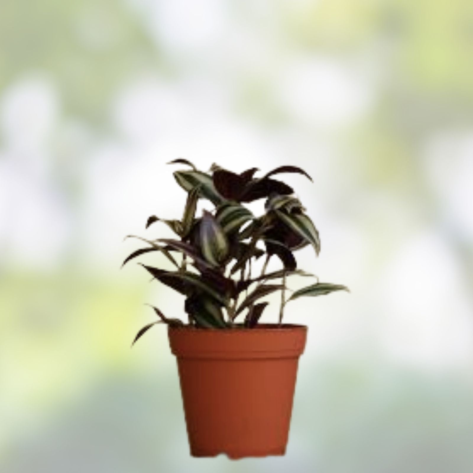 Dark Red Zebrina Wandering Jew Cuttings - Tradescantia, 2" or 4" Pot, Indoor Easy Care Houseplant